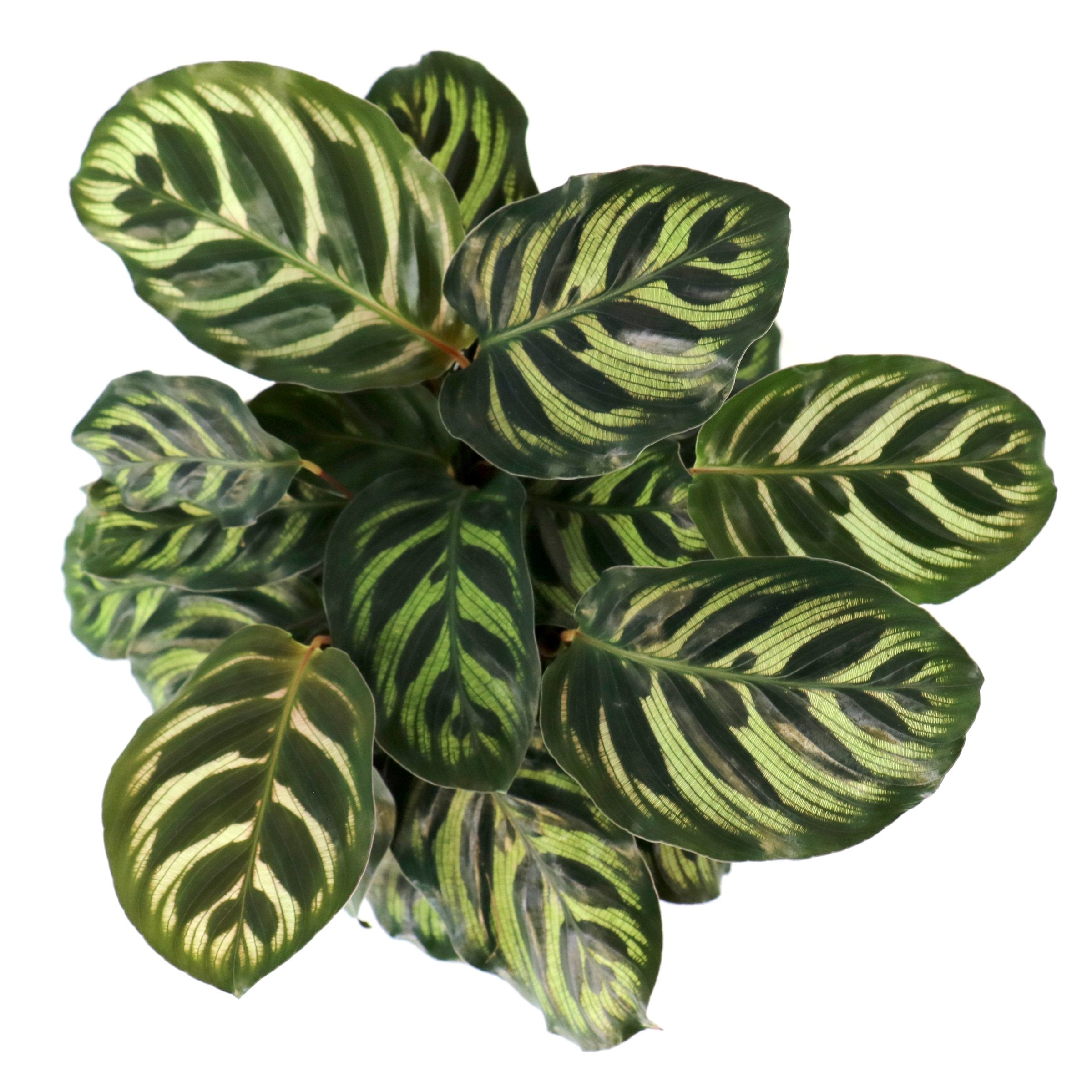 Cottage Farms Direct