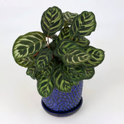 Blue Beauty:  5" Abberton Pot with a Calathea Peacock, 4" Pot