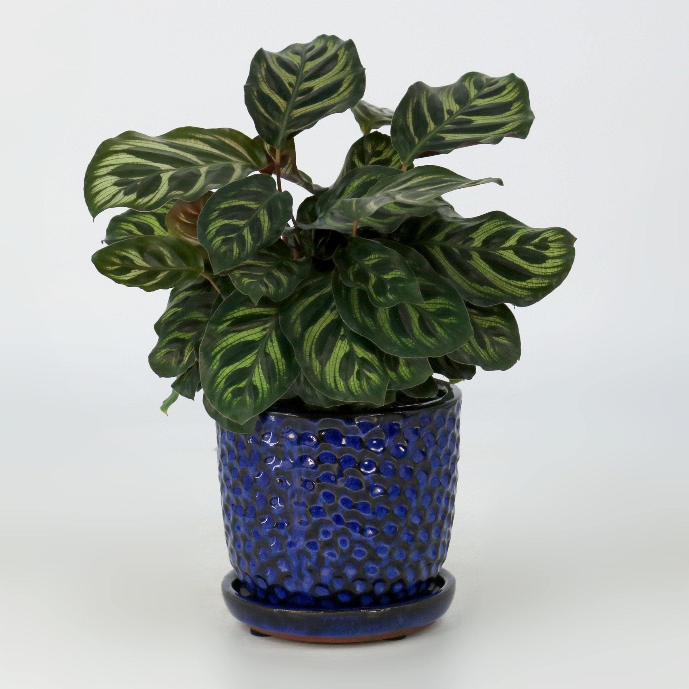 Cottage Farms Direct