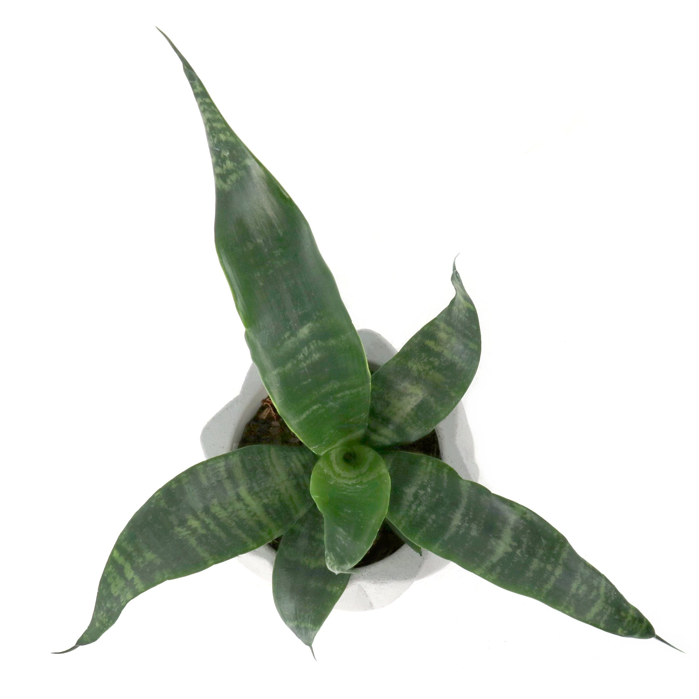 Cottage Farms Direct