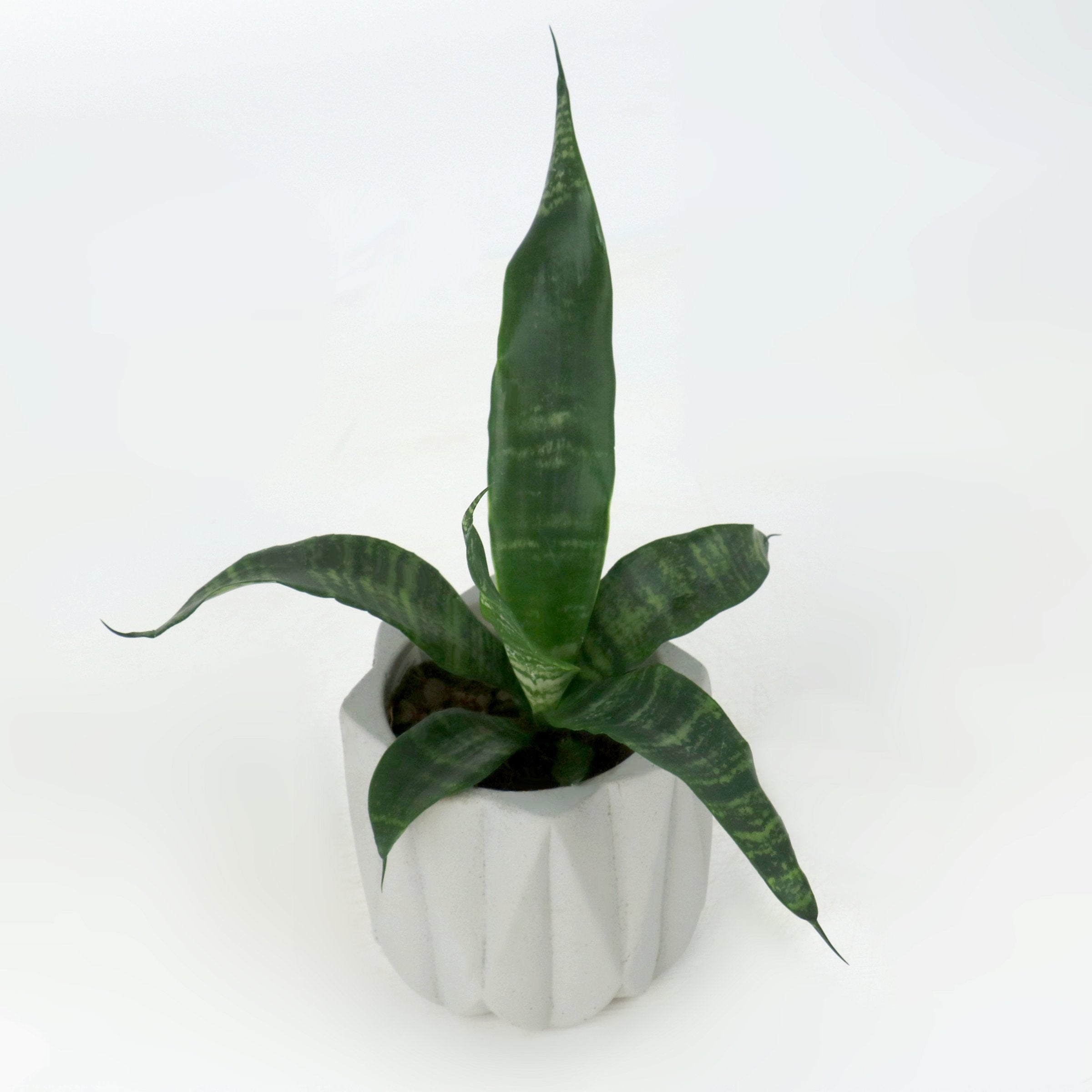 Refined Lines: 5" Grey Pavo Pot with a Sansevieria, 4" Pot