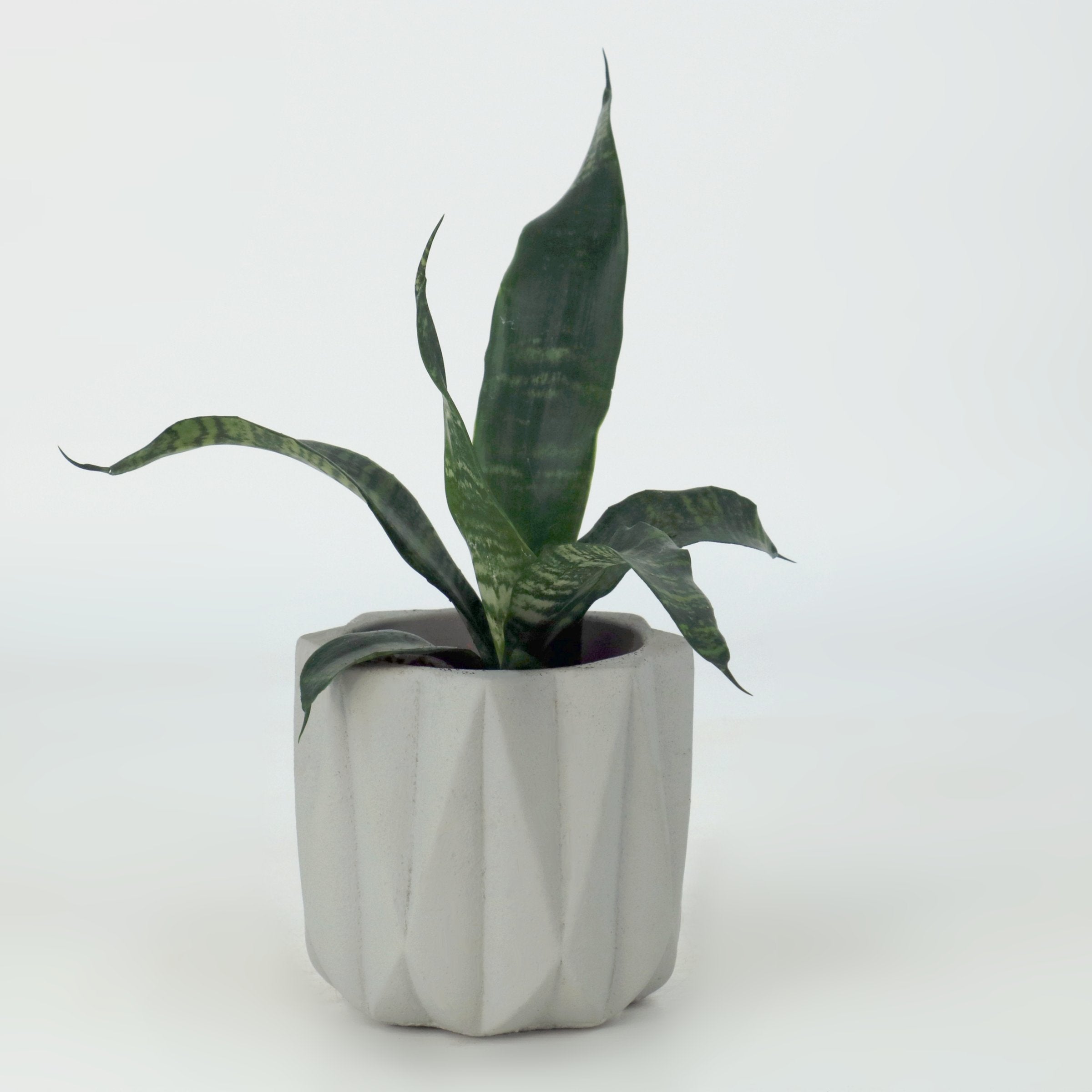 Cottage Farms Direct