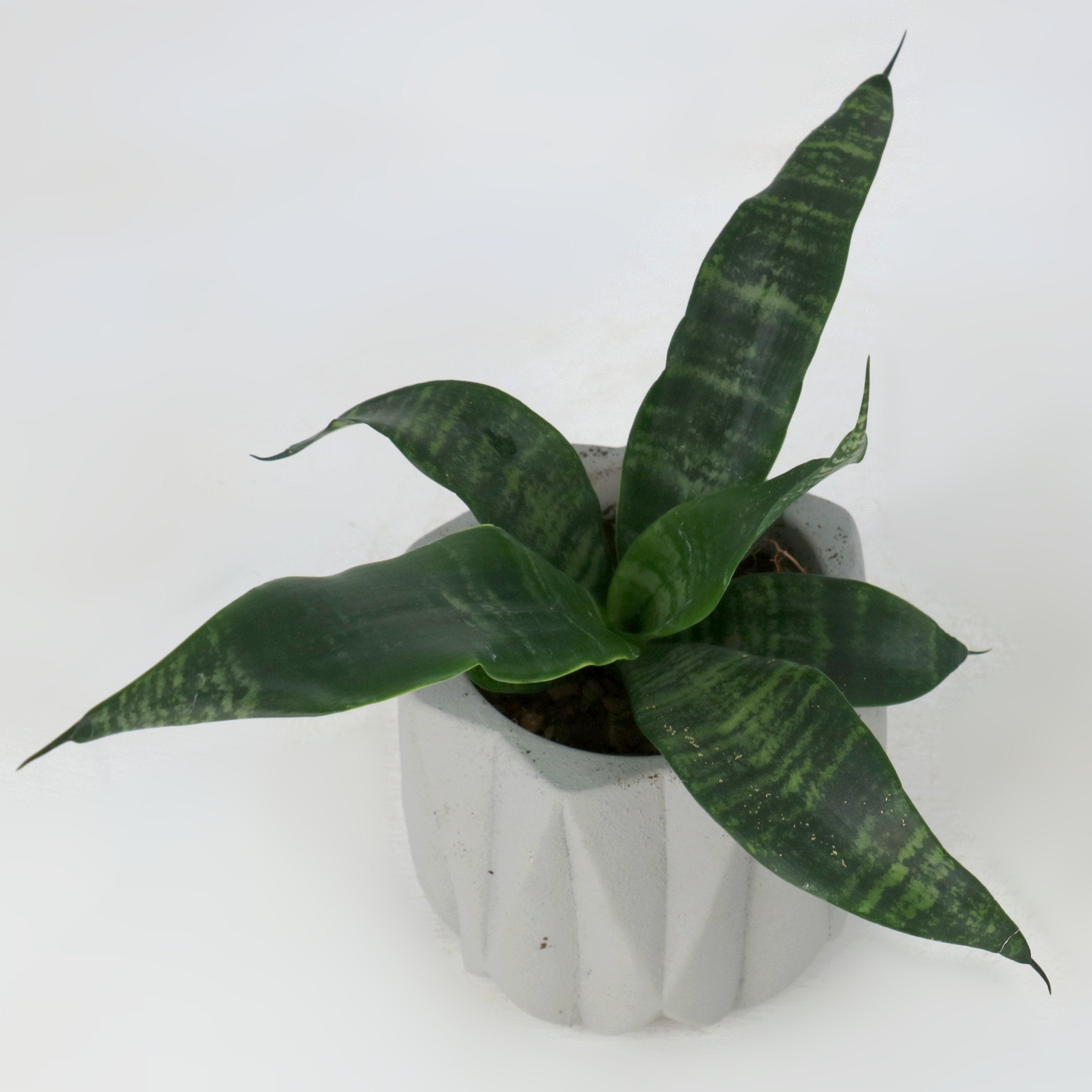 Cottage Farms Direct