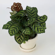 Classic Appeal: 5" White Crackle Glaze Pot with a Calathea Peacock, 4" Pot