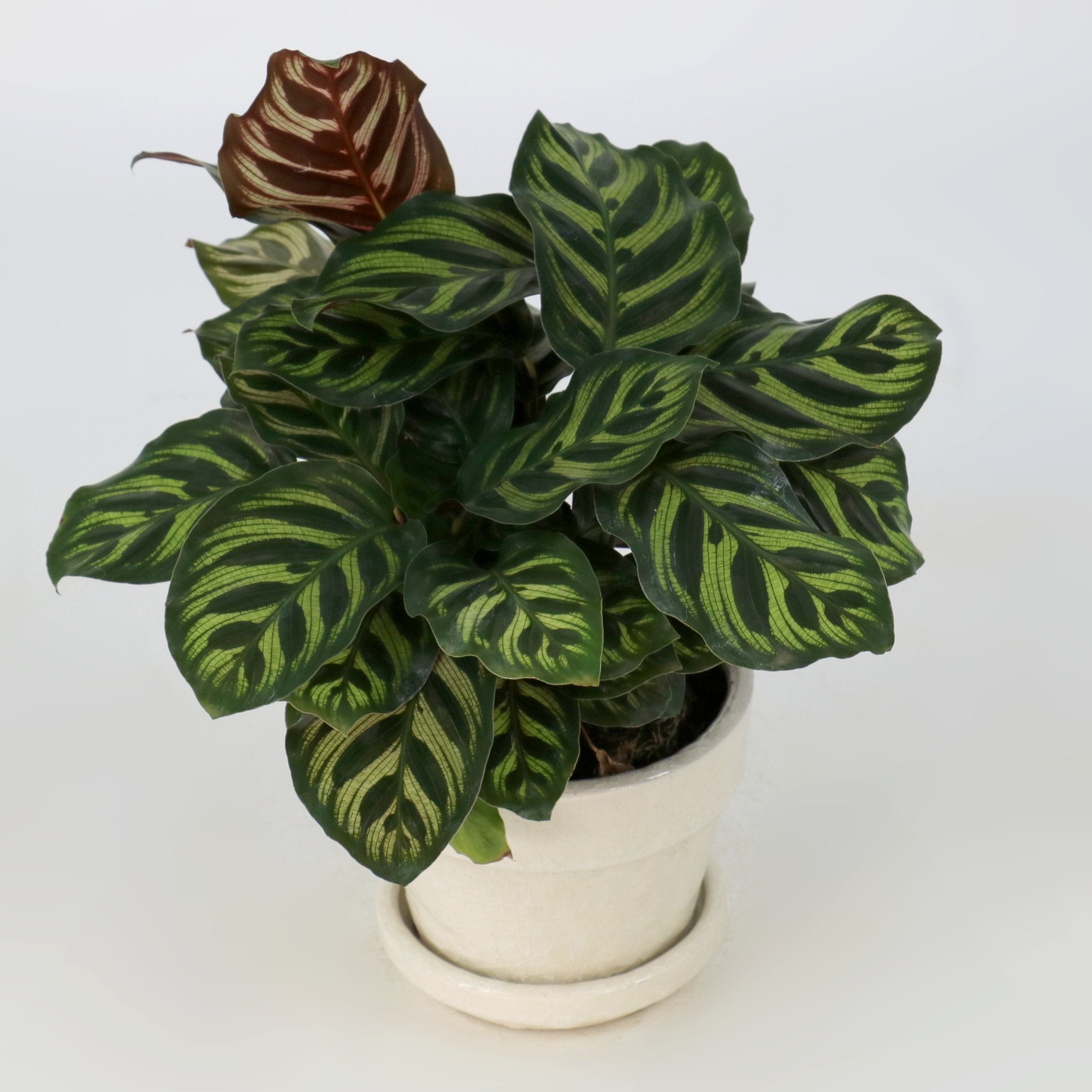 Classic Appeal: 5" White Crackle Glaze Pot with a Calathea Peacock, 4" Pot