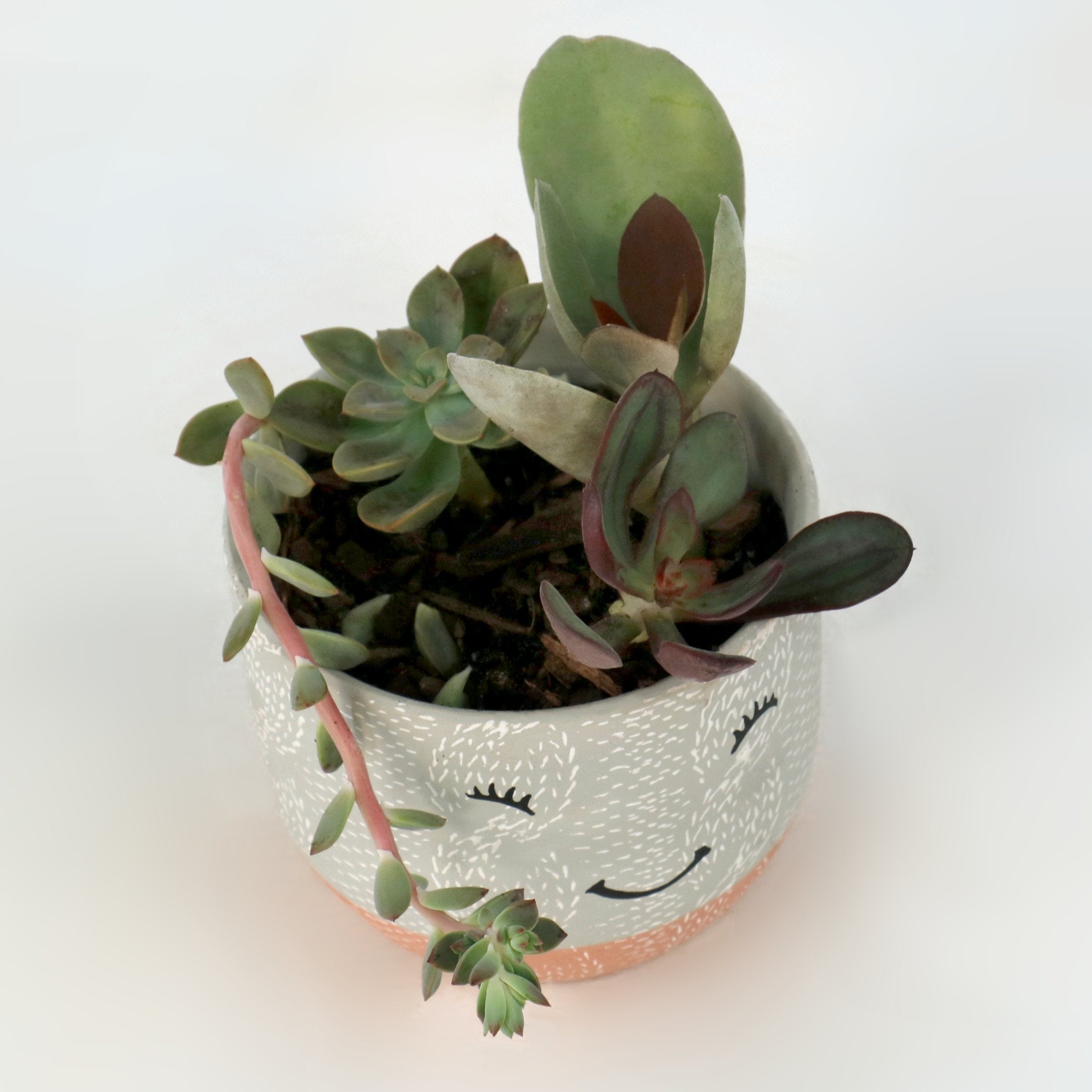 Cottage Farms Direct