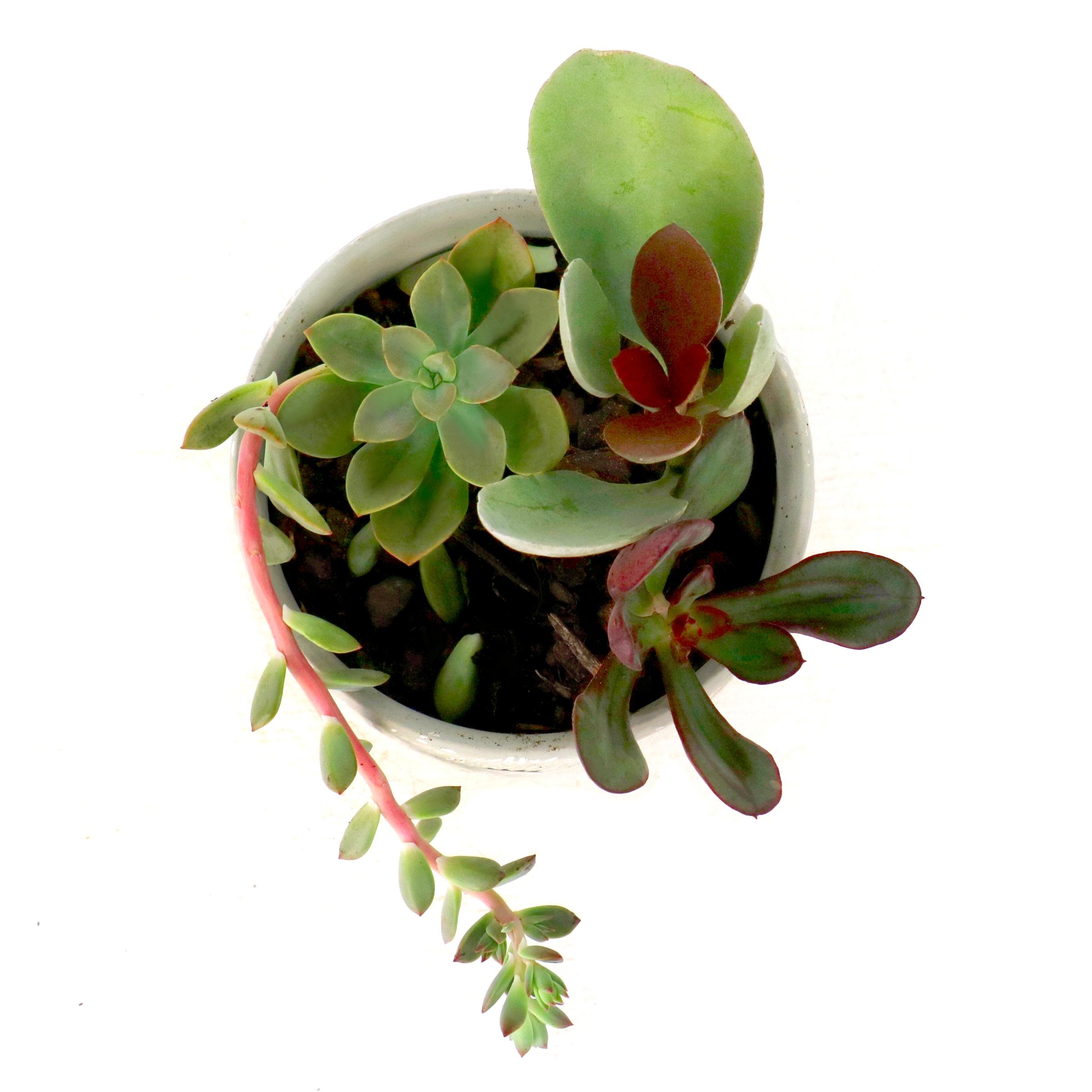 Cottage Farms Direct