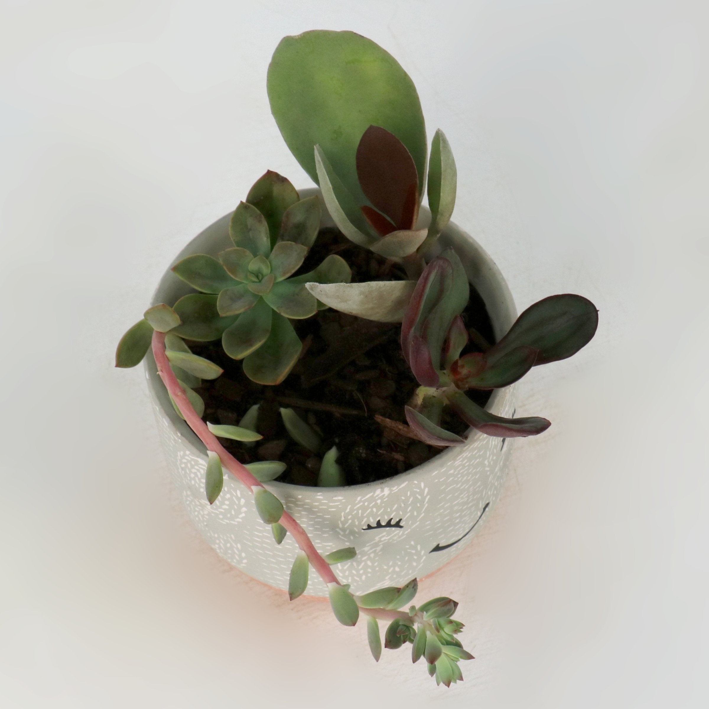 Cottage Farms Direct