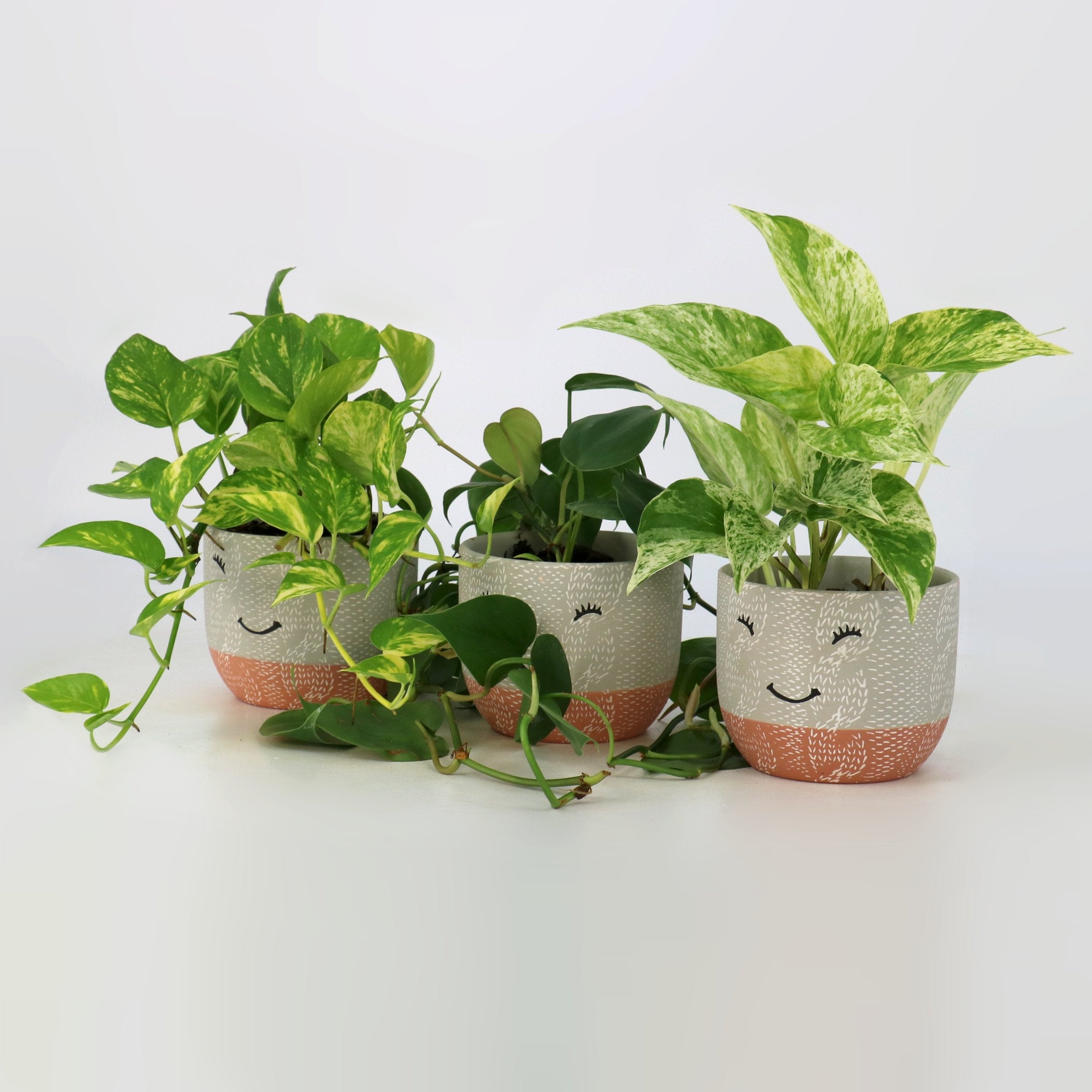 Cottage Farms Direct