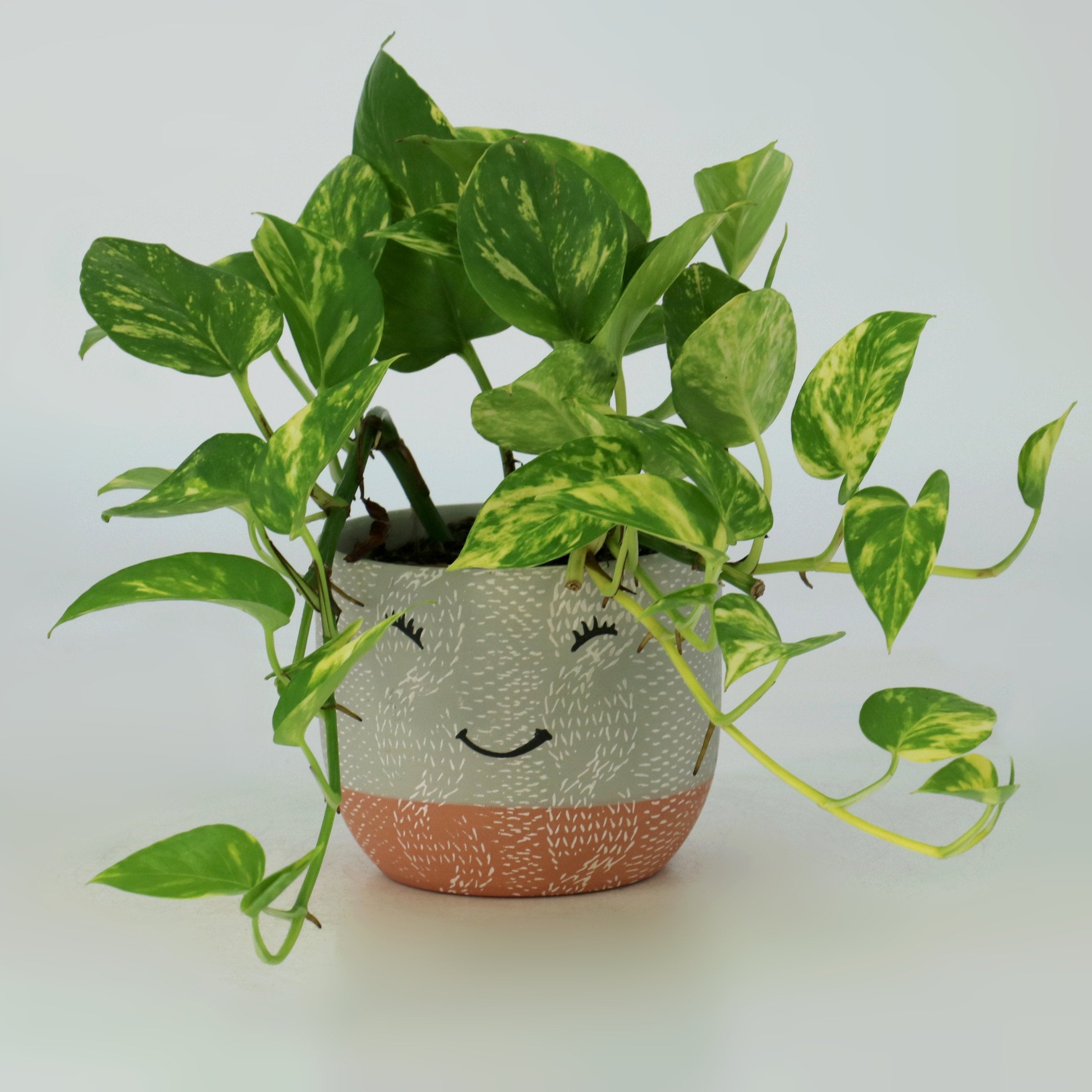 Cottage Farms Direct