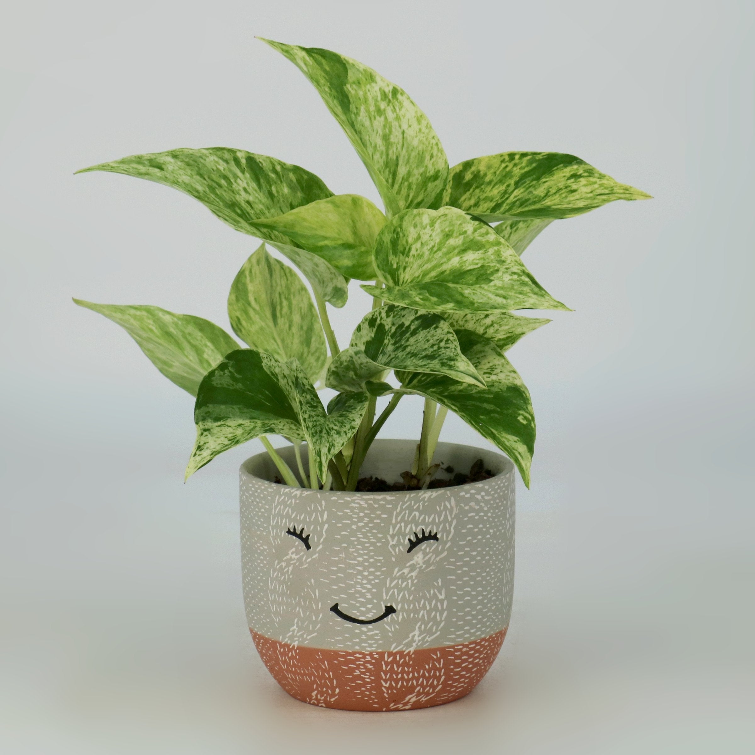 Cottage Farms Direct