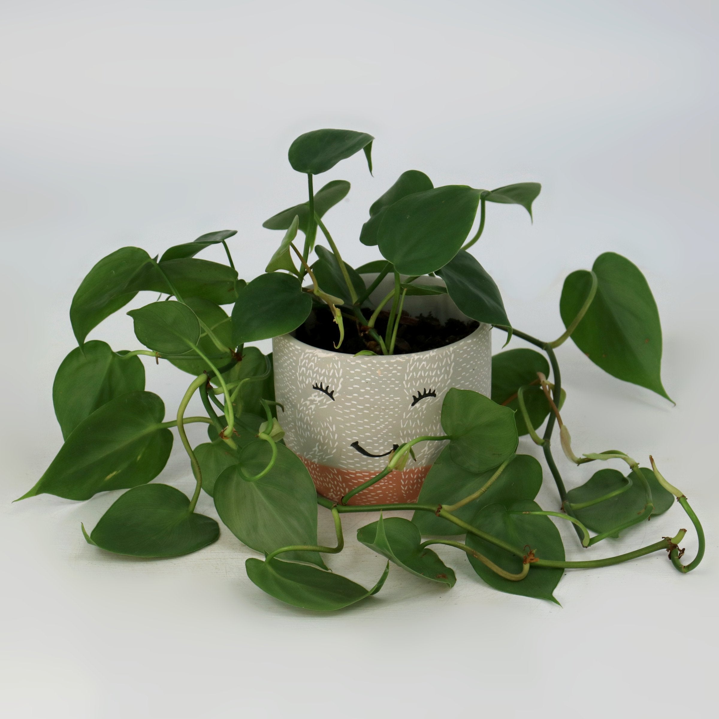 Cottage Farms Direct