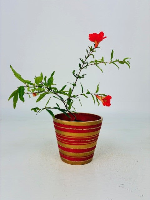 Cottage Farms Direct