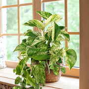 Epipremnum 'Marble Queen' Pothos - 10" Hanging Basket