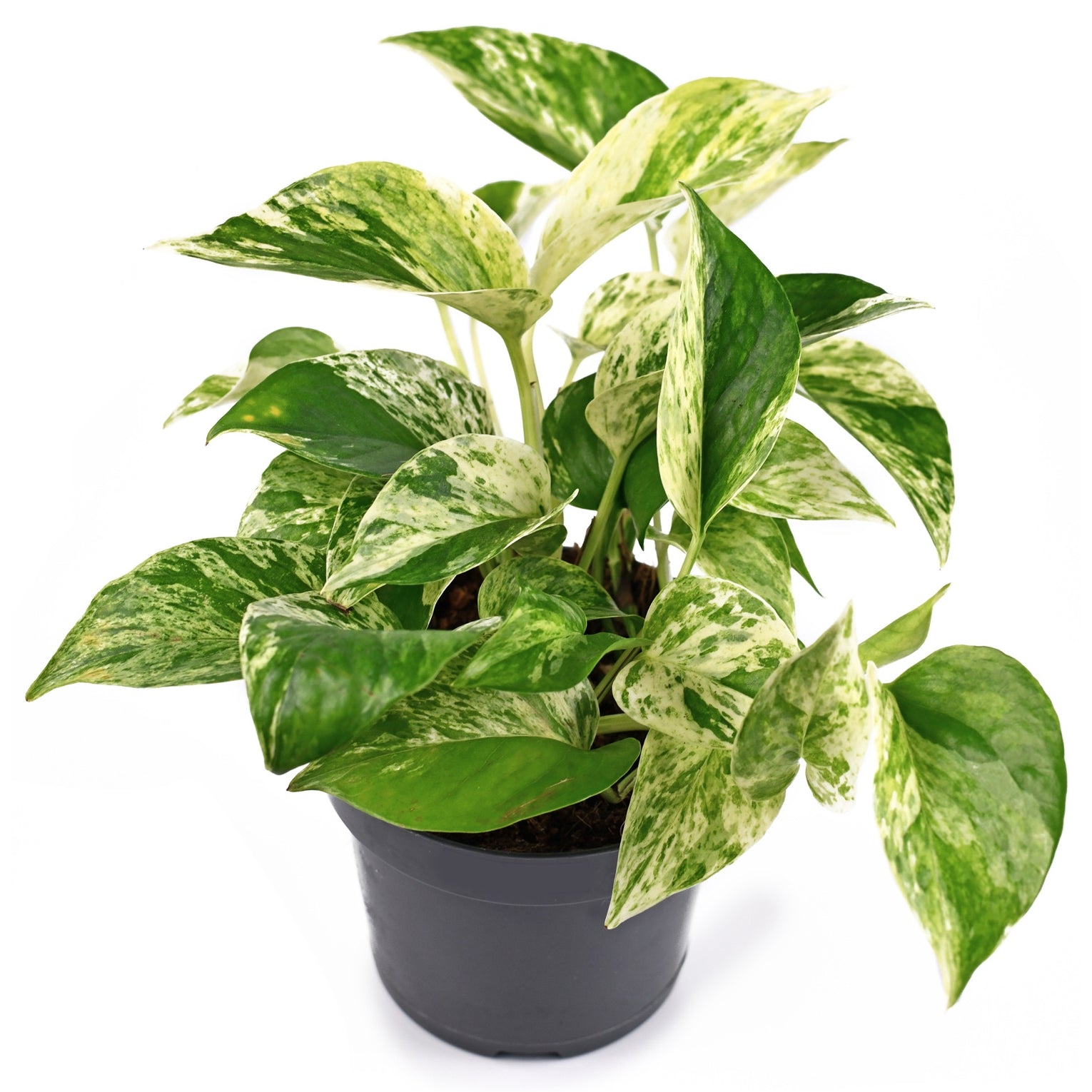 30 45cm marble queen pothos epipremnum in hanging 15cm pot Pothos Marble Queen | Epipremnum Marble Queen Pothos Plant in 4” Pot | Easy-Care Potted Houseplants for sale | Trailing Indoor Plants