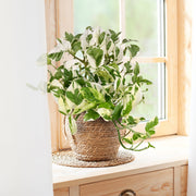 Epipremnum N'Joy Pothos - 10" Hanging Basket
