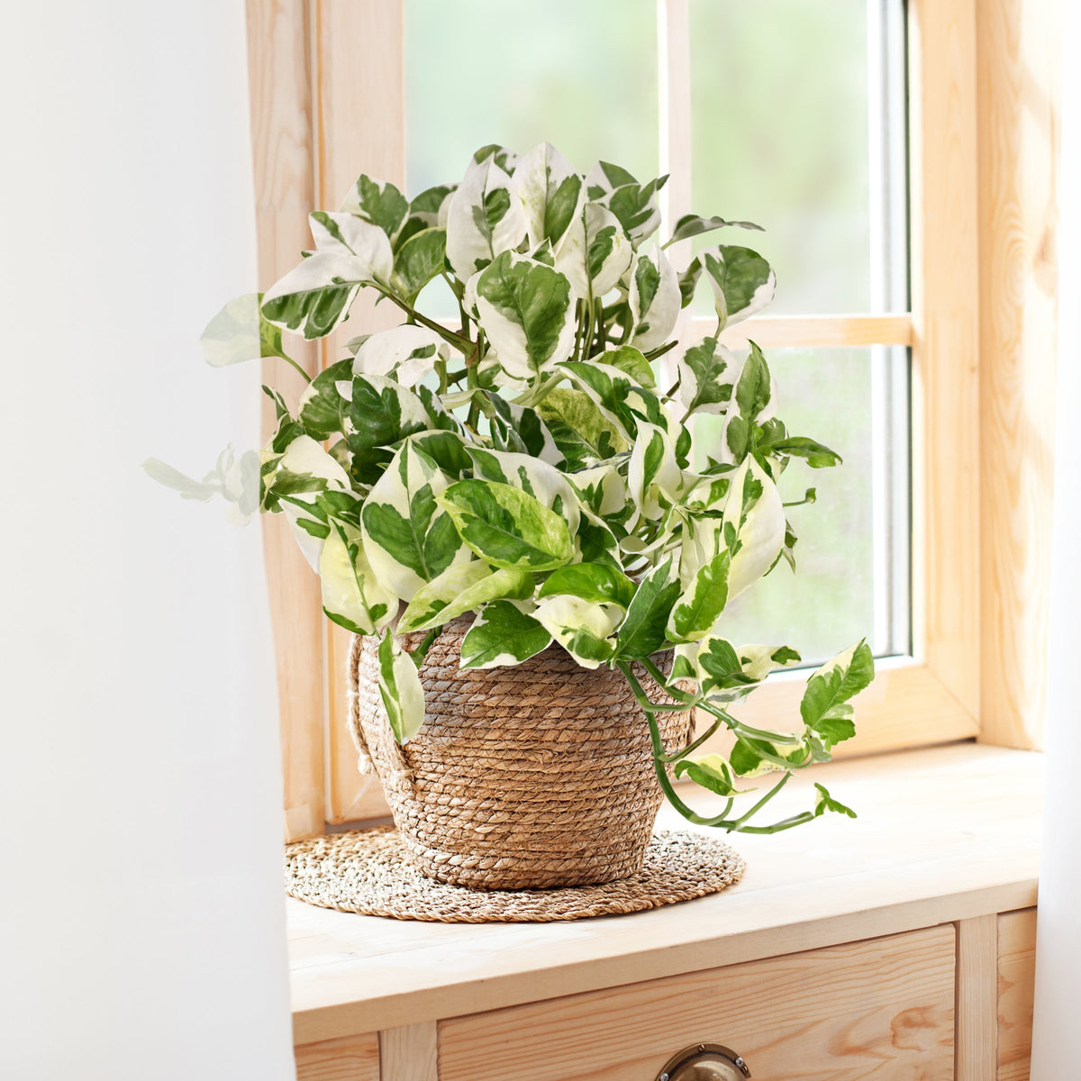 Epipremnum N'Joy Pothos - 10" Hanging Basket