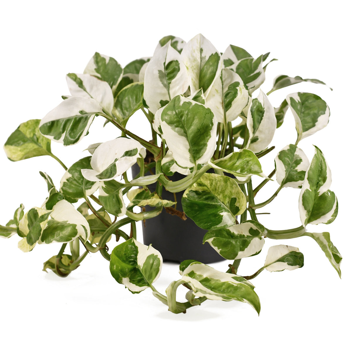 Epipremnum N'Joy Pothos - 10" Hanging Basket