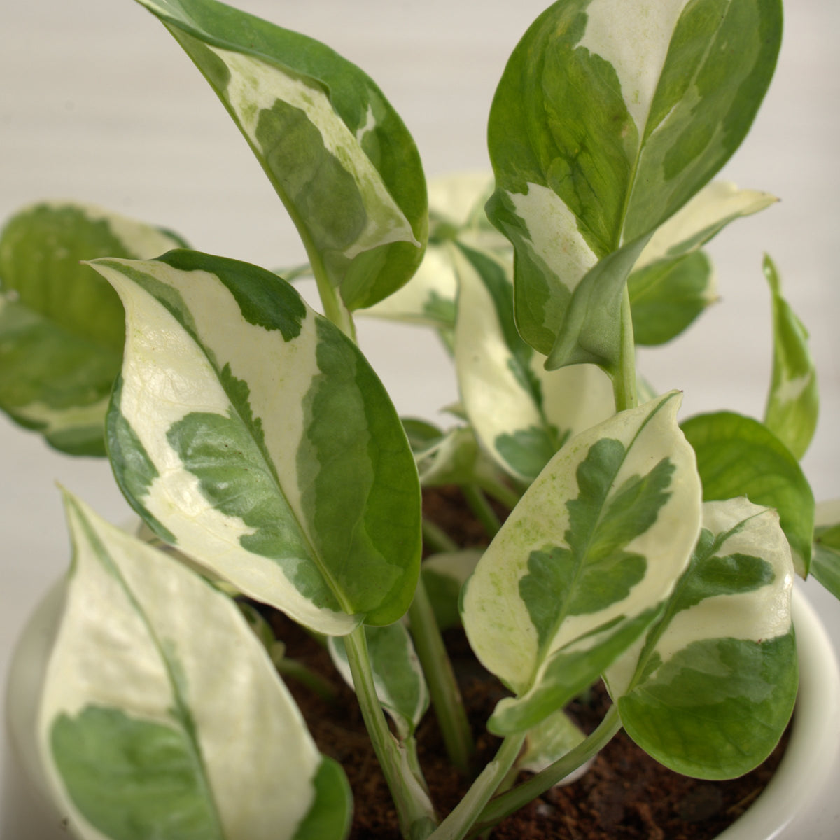 Epipremnum N'Joy Pothos - 10" Hanging Basket