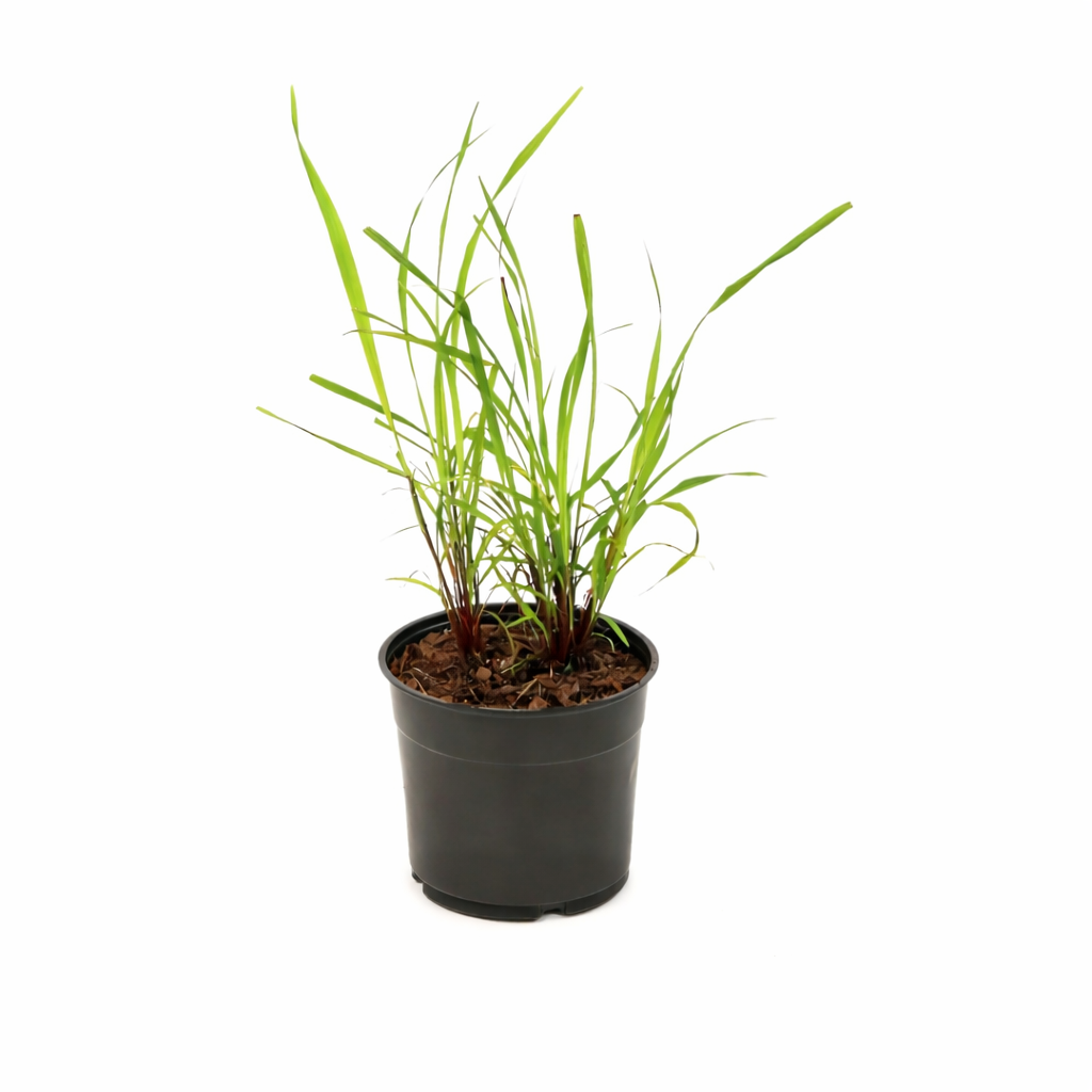 Cymbopogon Lemon Grass - 1 Gallon Pot