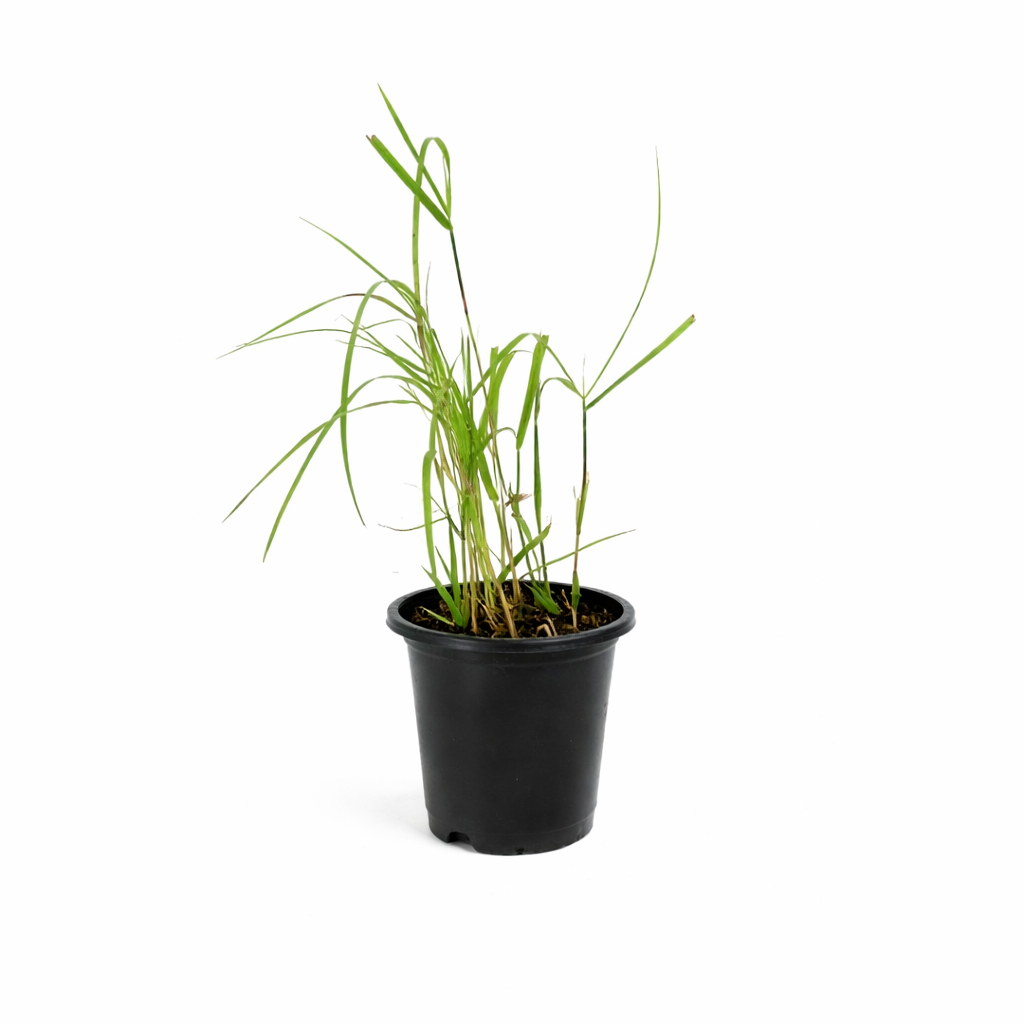 Panicum Heavy Metal - 4" Pot- Plant with Purpose® Collection