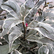 'Stainless Steel' Pseuderanthemum - 6" Pot