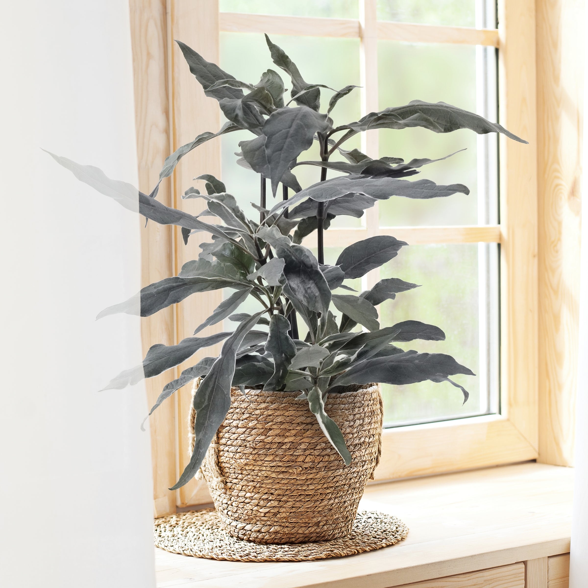 Cottage Farms Direct