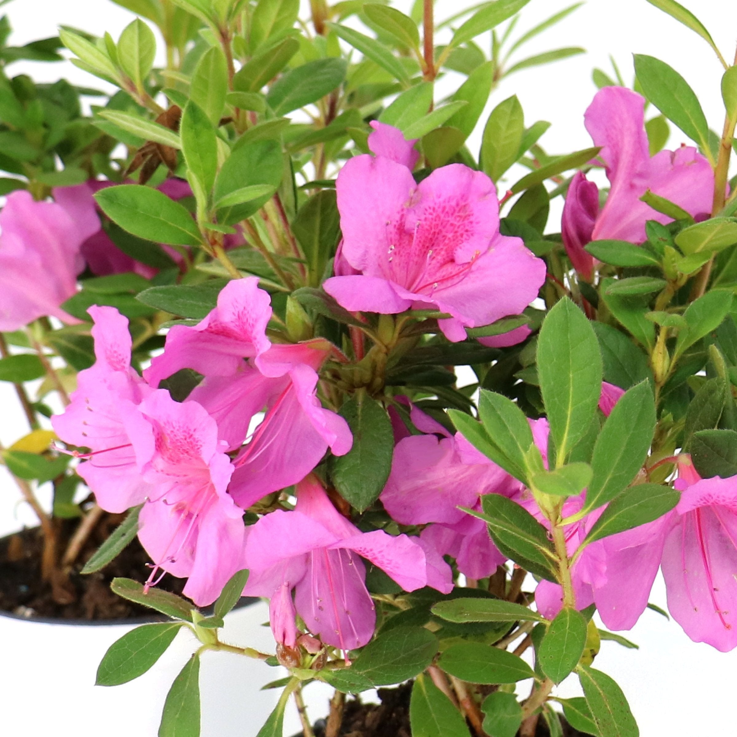 lavender azalea plant FlorAmore Lavender Reblooming Azalea