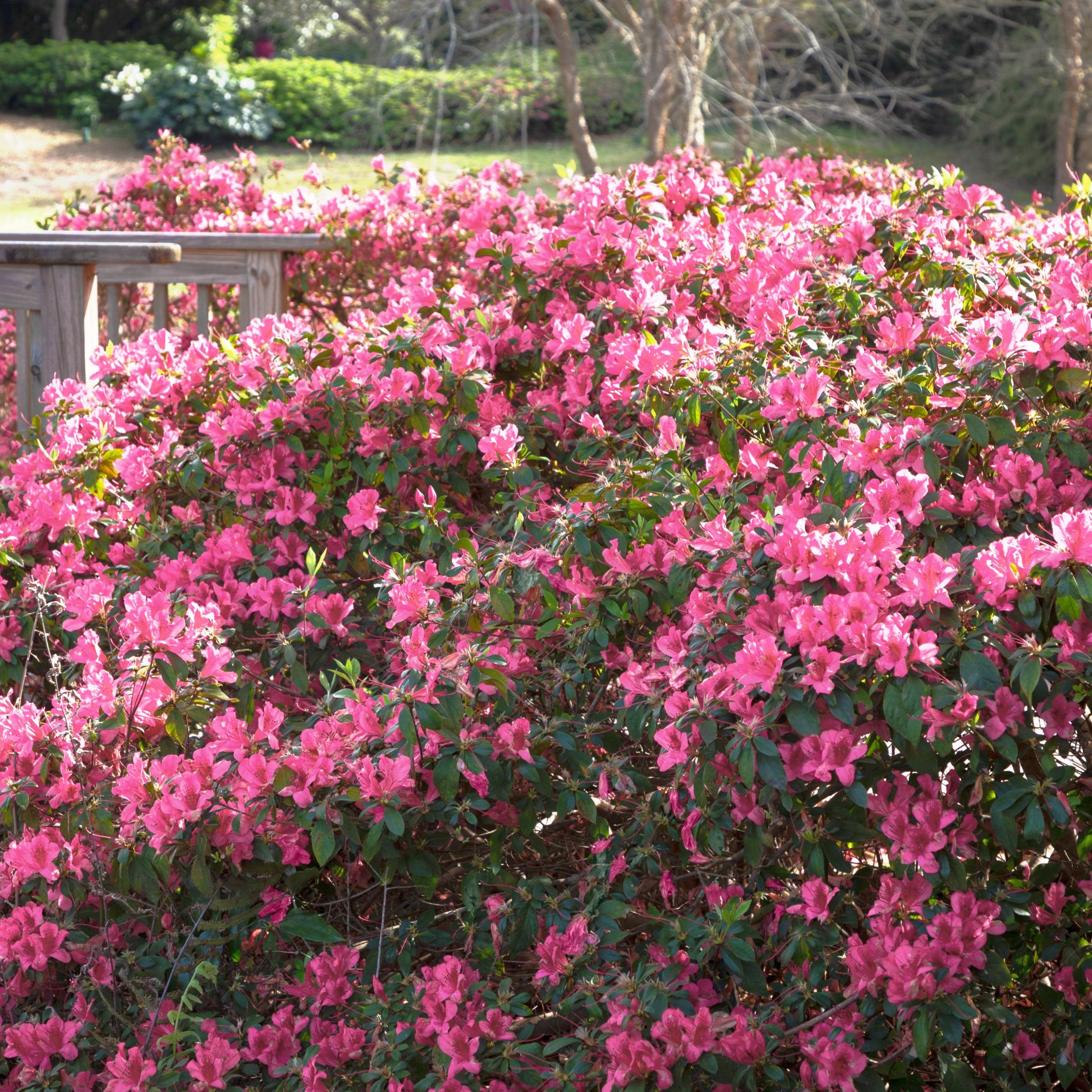 FlorAmore Pink Reblooming Azalea - 1 Gallon Pot