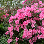 FlorAmore Pink Reblooming Azalea - 1 Gallon Pot (Stacy's Garden Fundraiser)