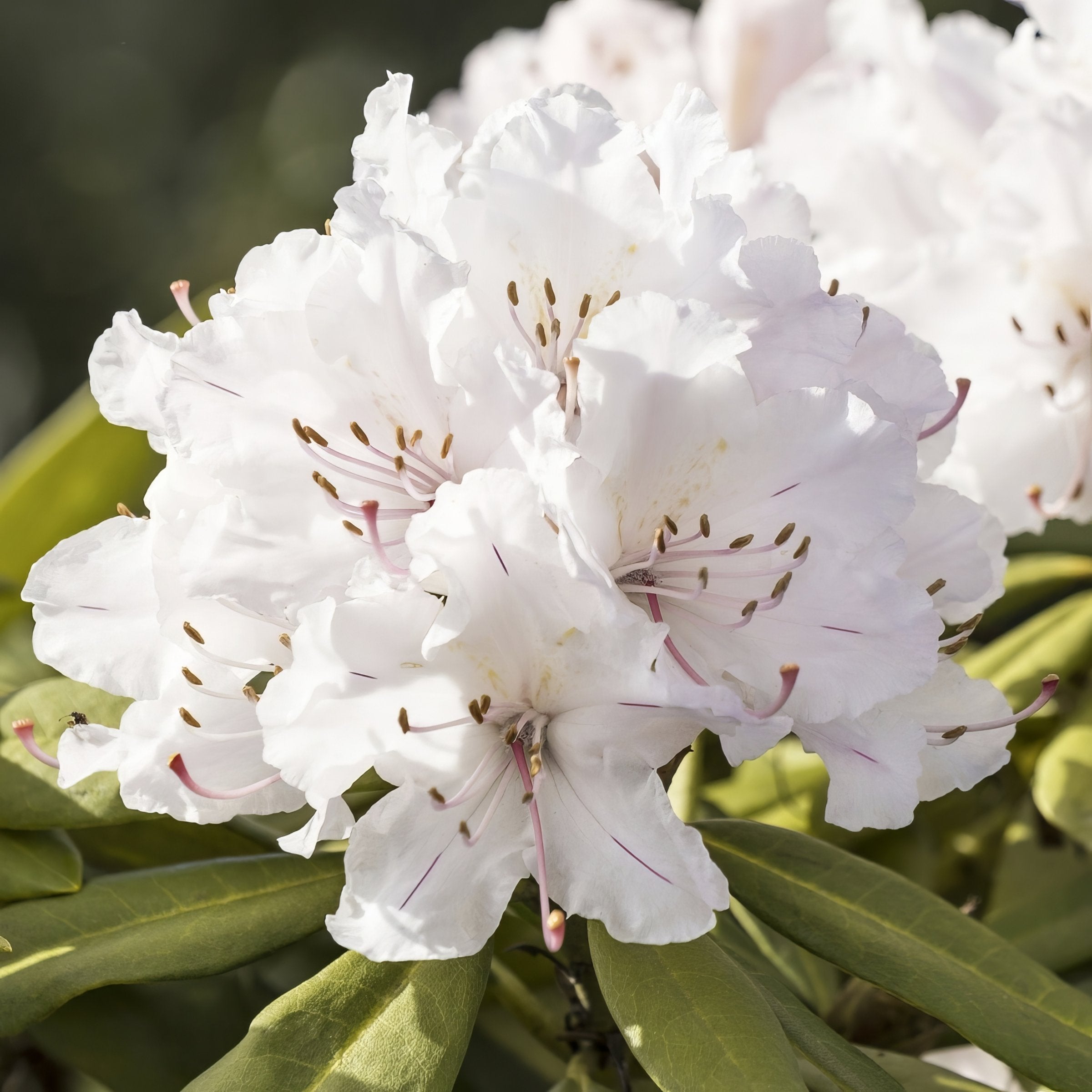 FlorAmore White Reblooming Azalea - 1 Gallon Pot