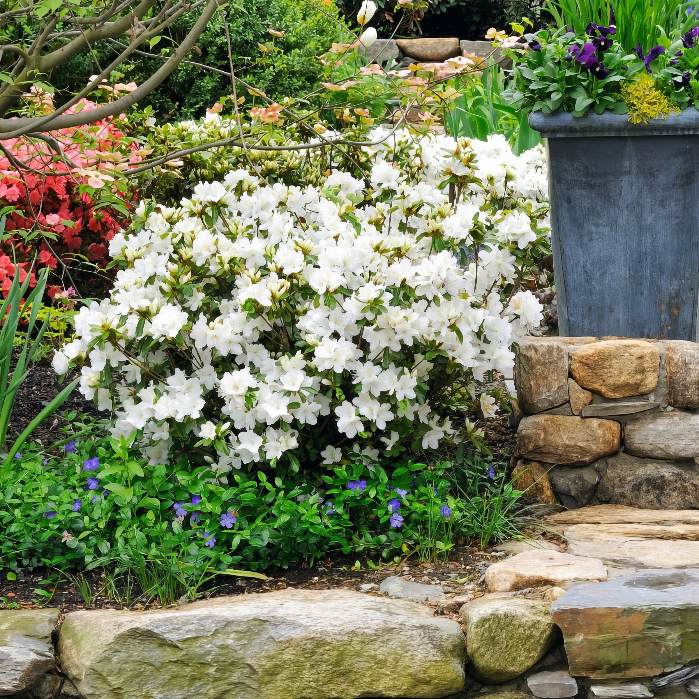 FlorAmore White Reblooming Azalea - 1 Gallon Pot – Cottage Farms