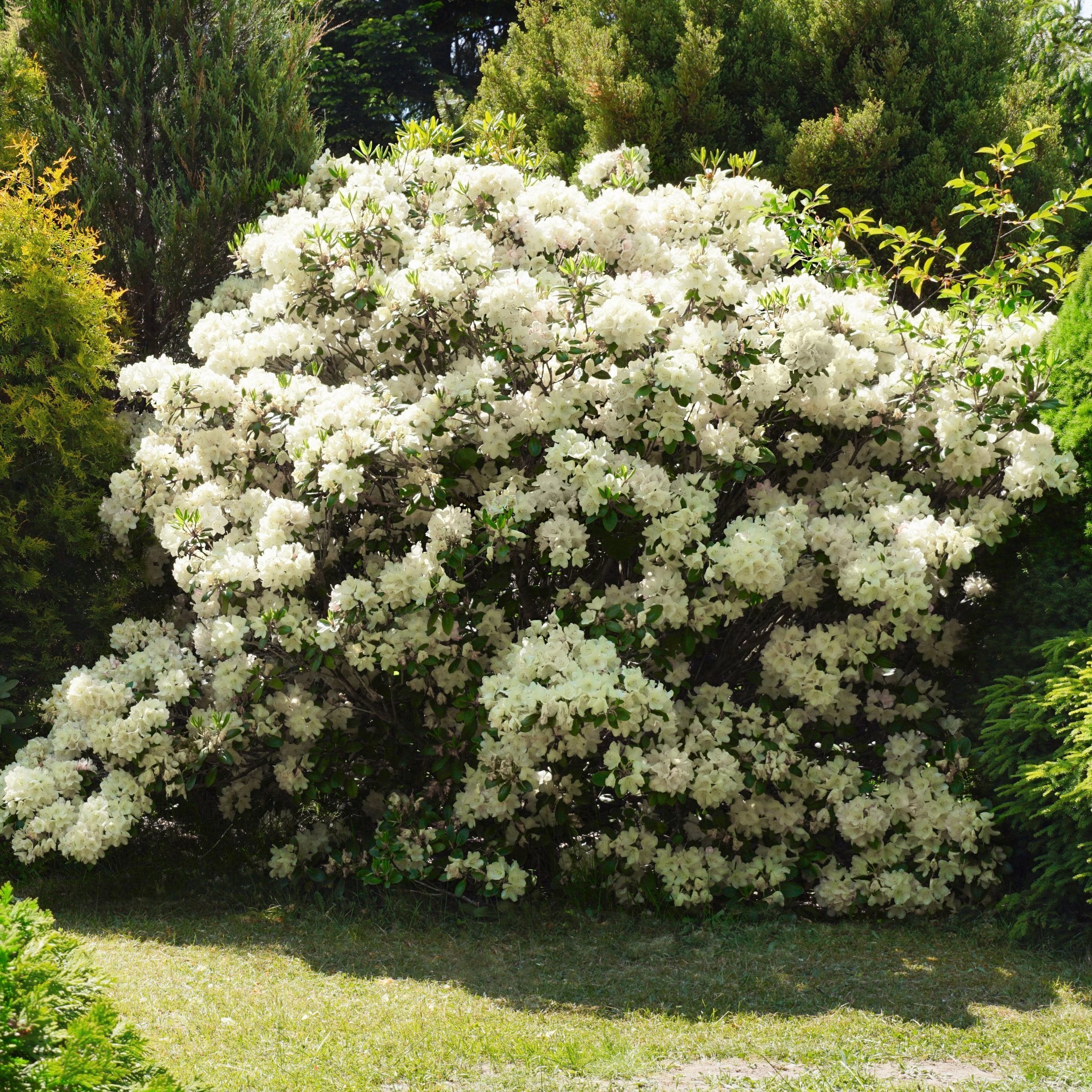 FlorAmore White Reblooming Azalea - 1 Gallon Pot