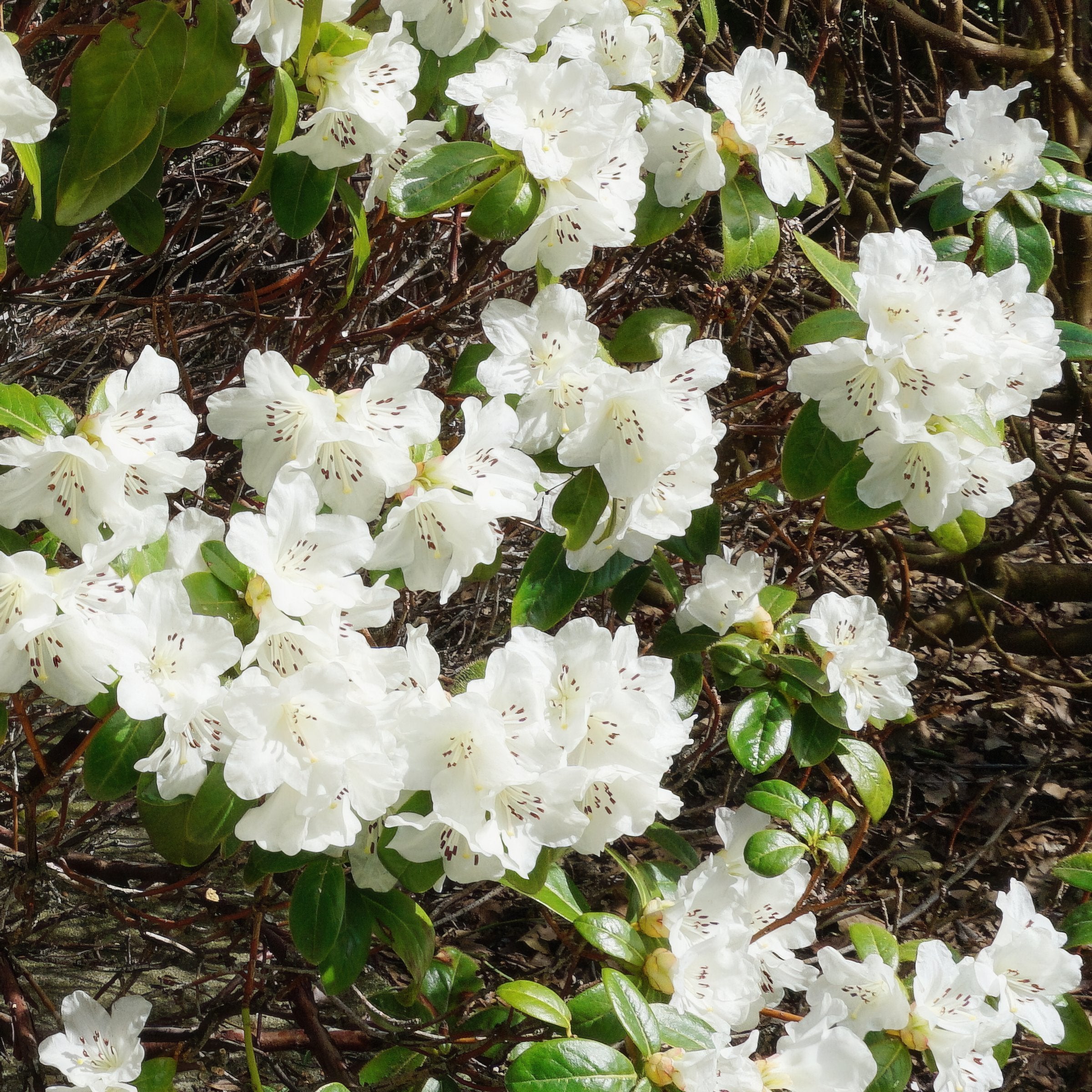 FlorAmore White Reblooming Azalea - 1 Gallon Pot