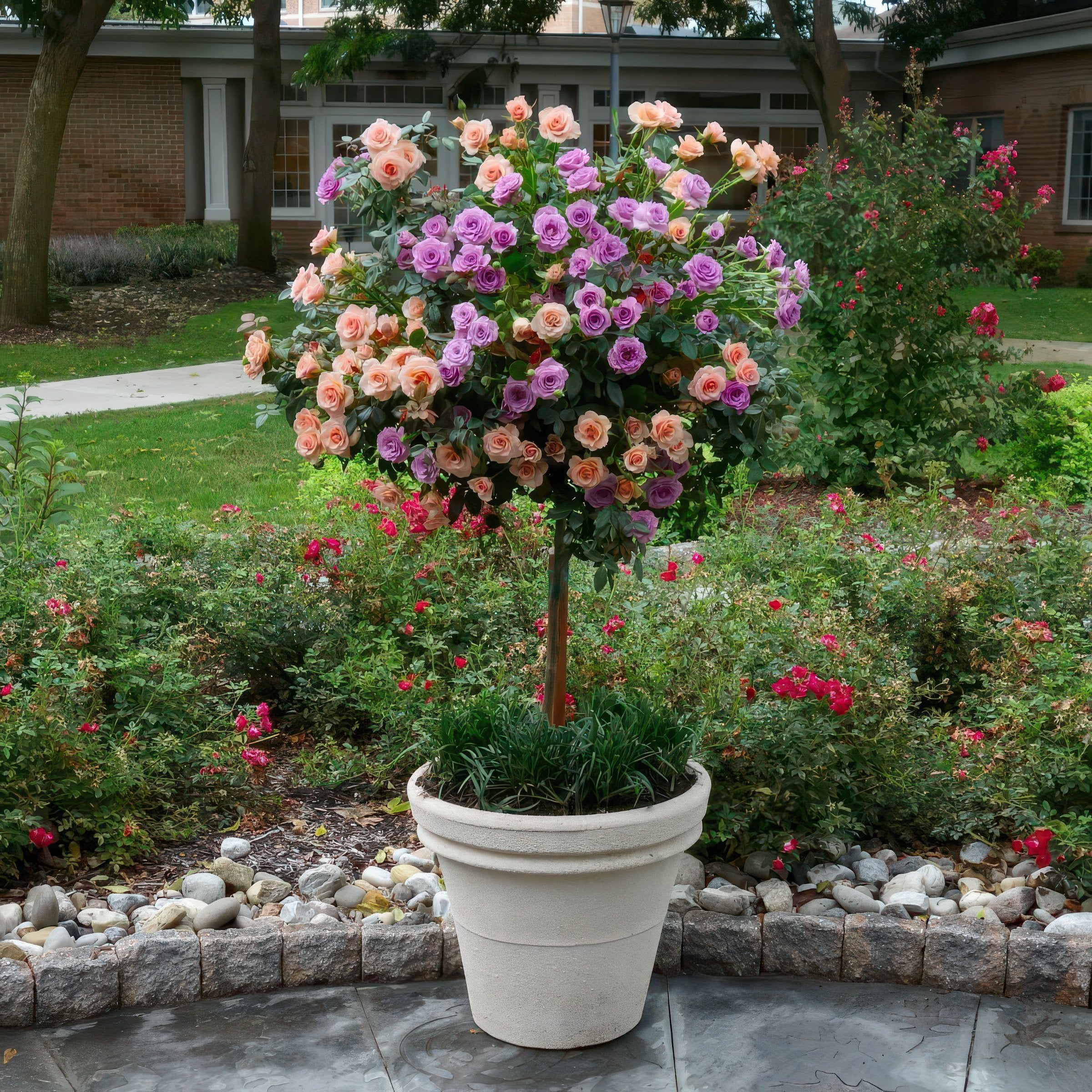 2-N-1 Angel Face/Cherish Tree Rose - 24" Bare Root