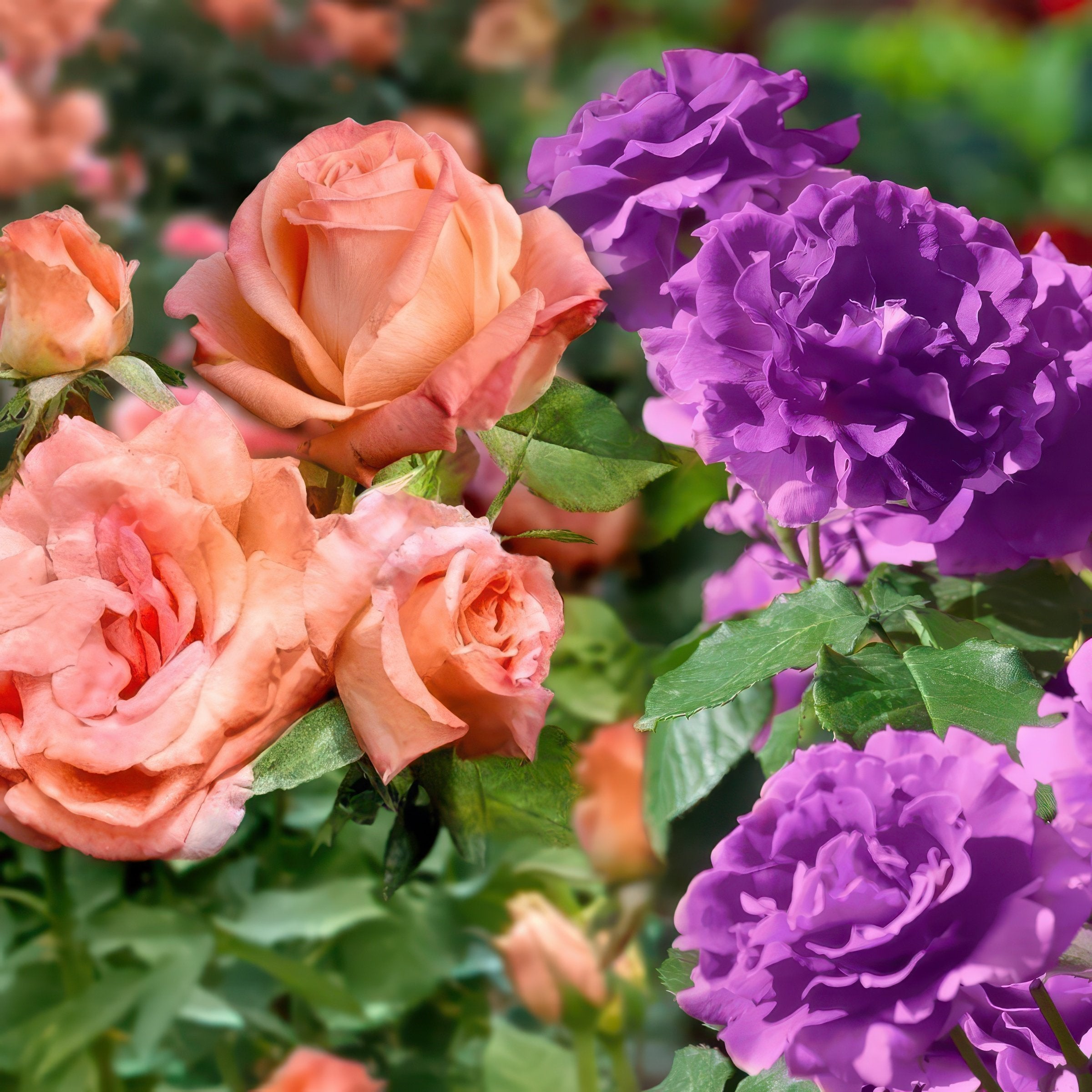 2-N-1 Angel Face/Cherish Tree Rose - 24" Bare Root