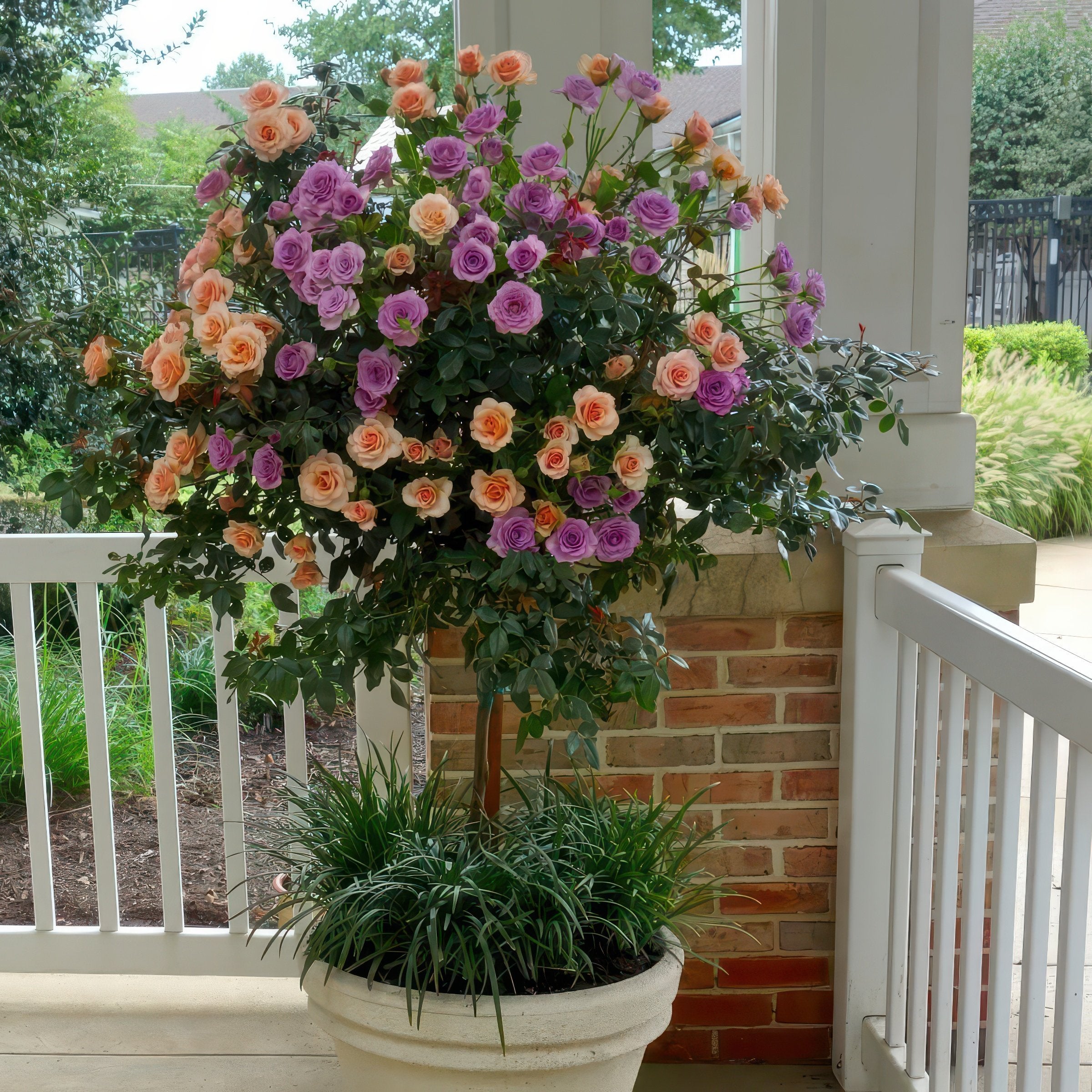 2-N-1 Angel Face/Cherish Tree Rose - 24