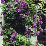 Angel Face Climbing Rose - Bare Root
