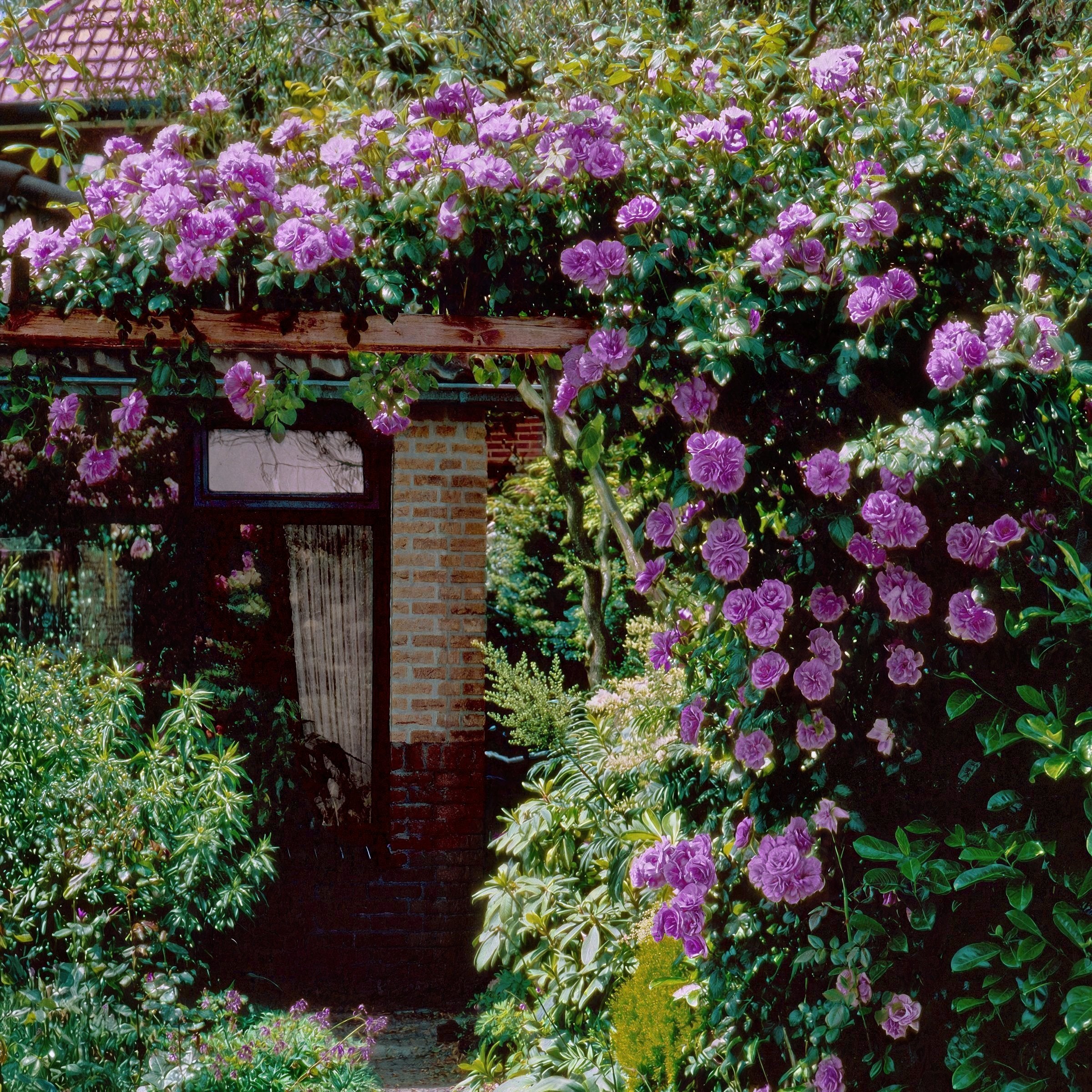 Angel Face Climbing Rose - Bare Root