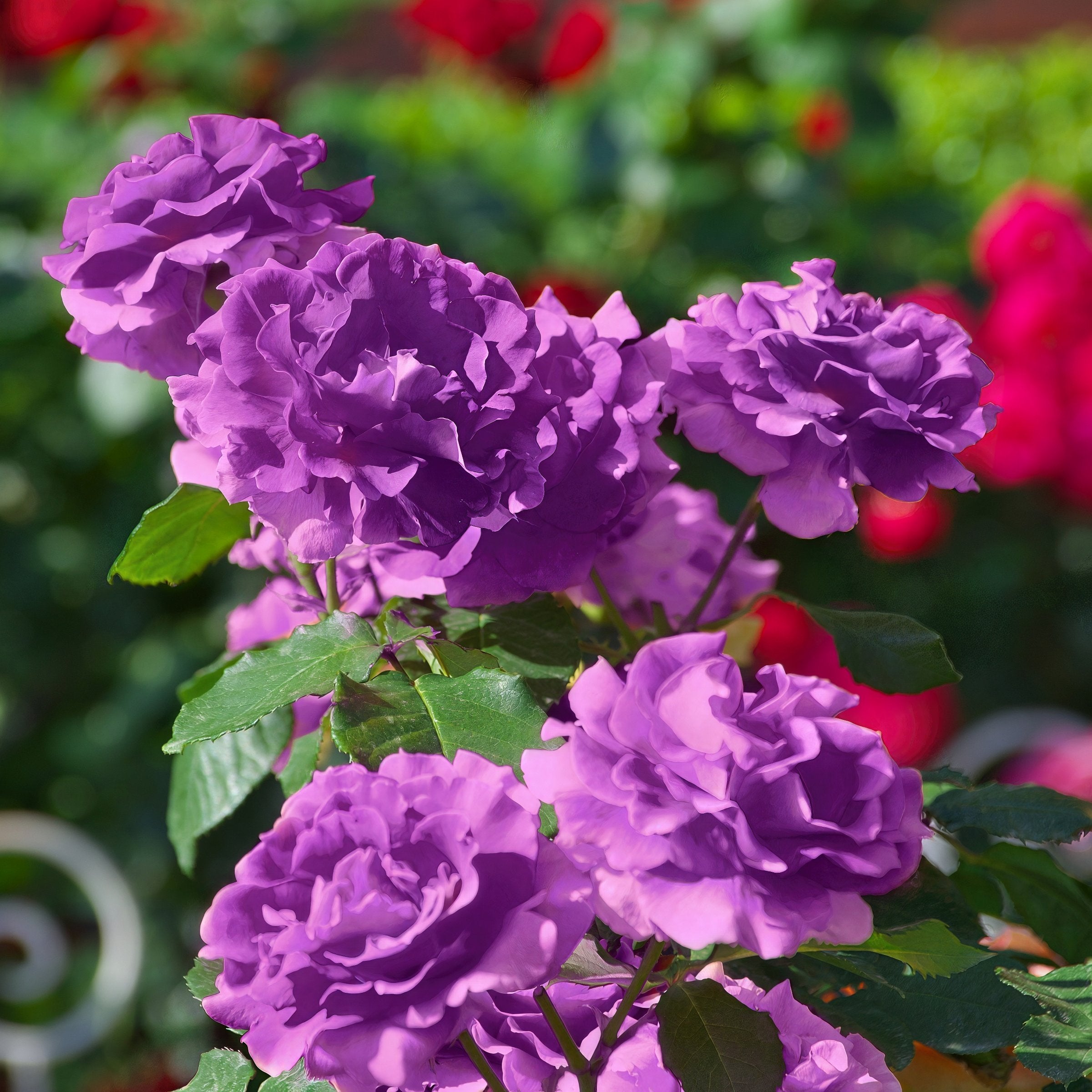 Angel Face Climbing Rose - Bare Root