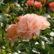 Cherish Rose - Bare Root
