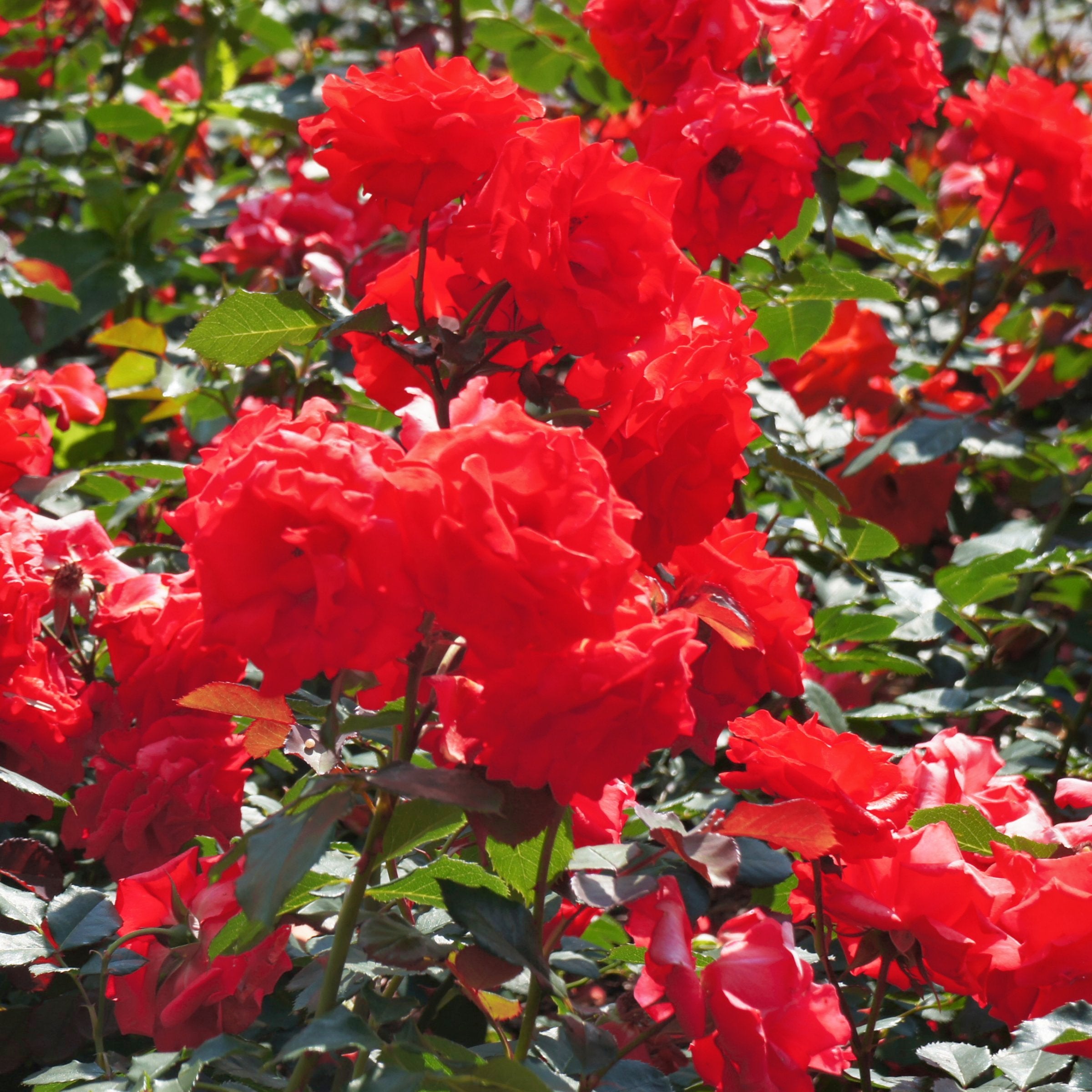 Impatient Tree Rose - 24" Bare Root