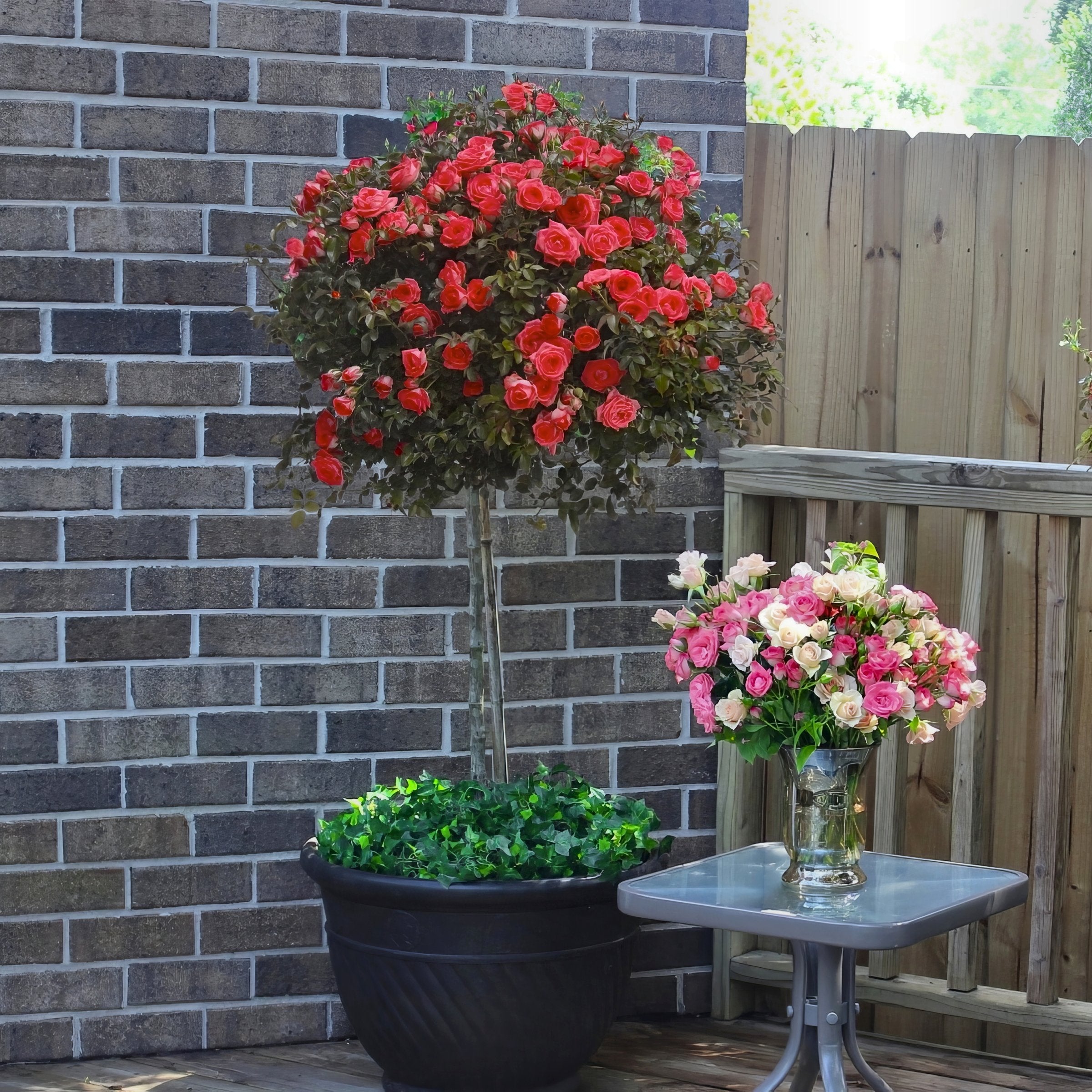 Impatient Tree Rose - 24" Bare Root