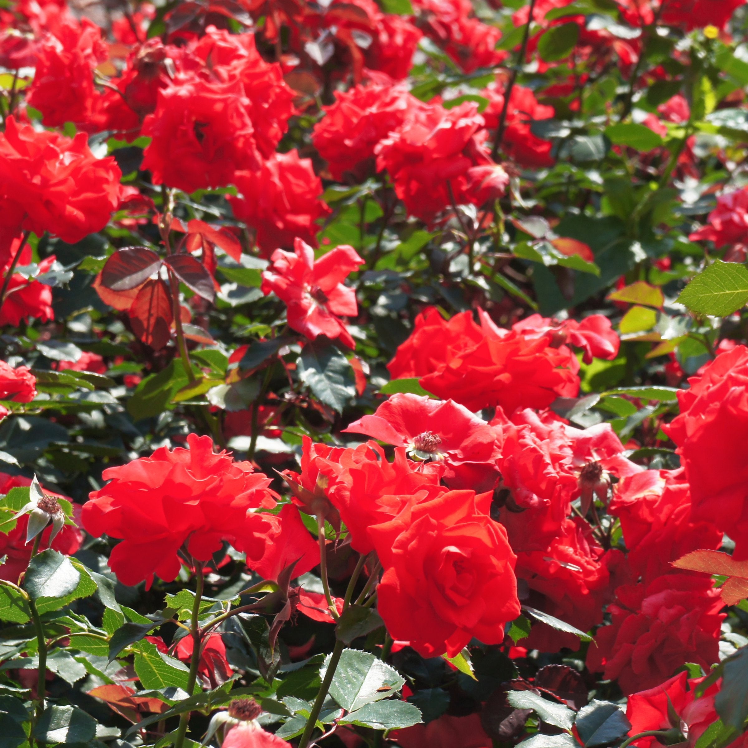 Impatient Tree Rose - 24" Bare Root