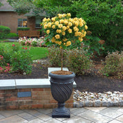 Julia Child Tree Rose - 24" Bare Root