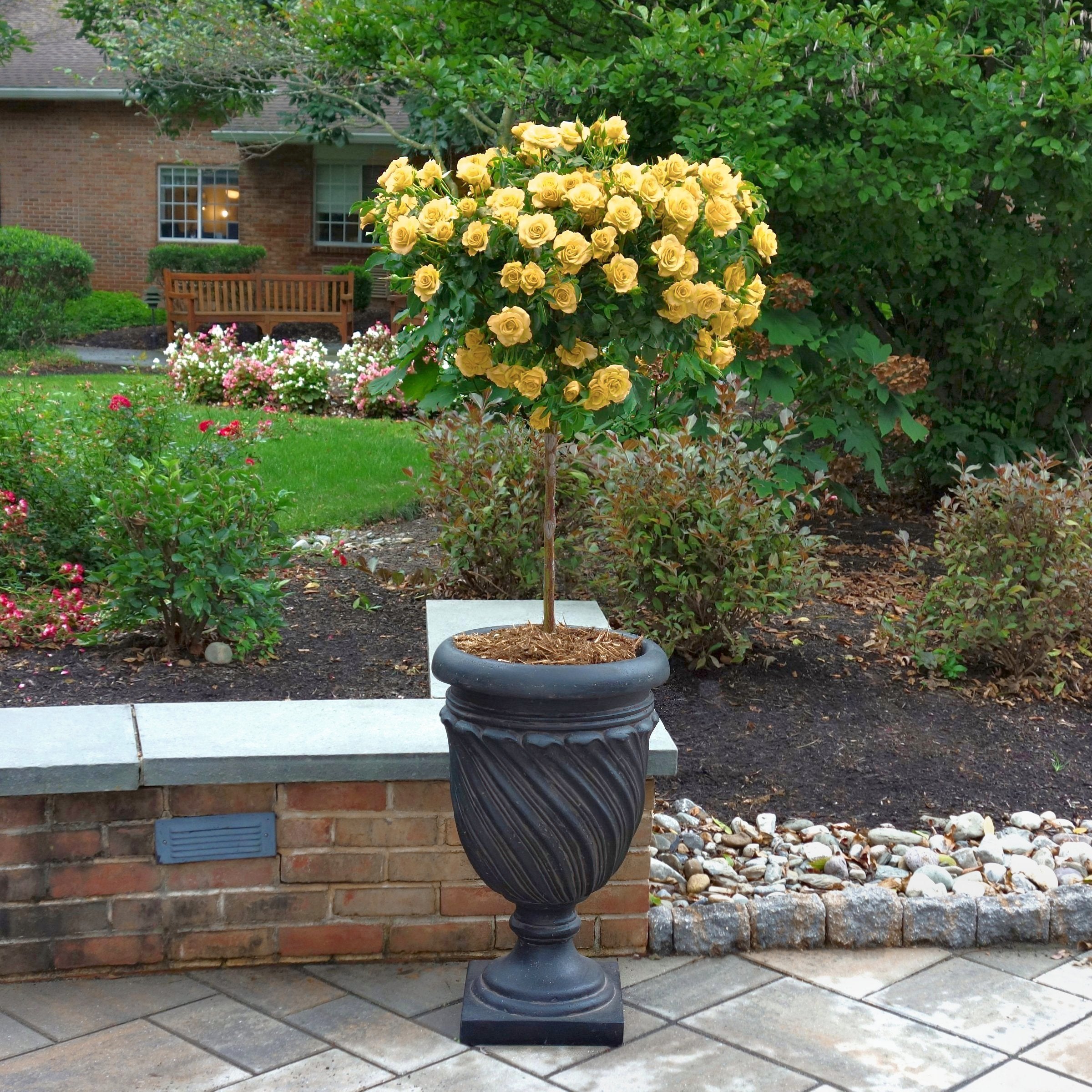 Julia Child Tree Rose - 24" Bare Root