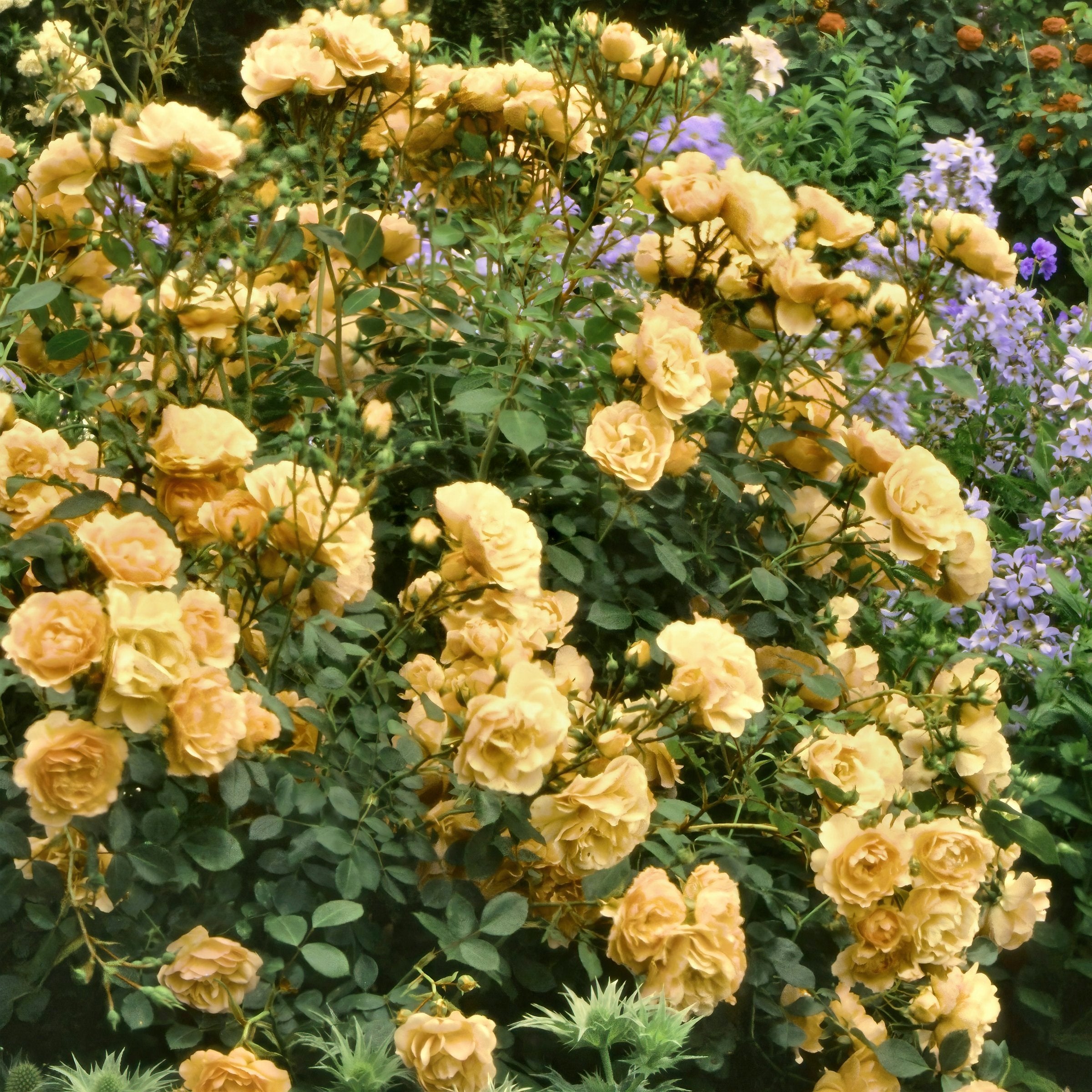 Julia Child Tree Rose - 24" Bare Root