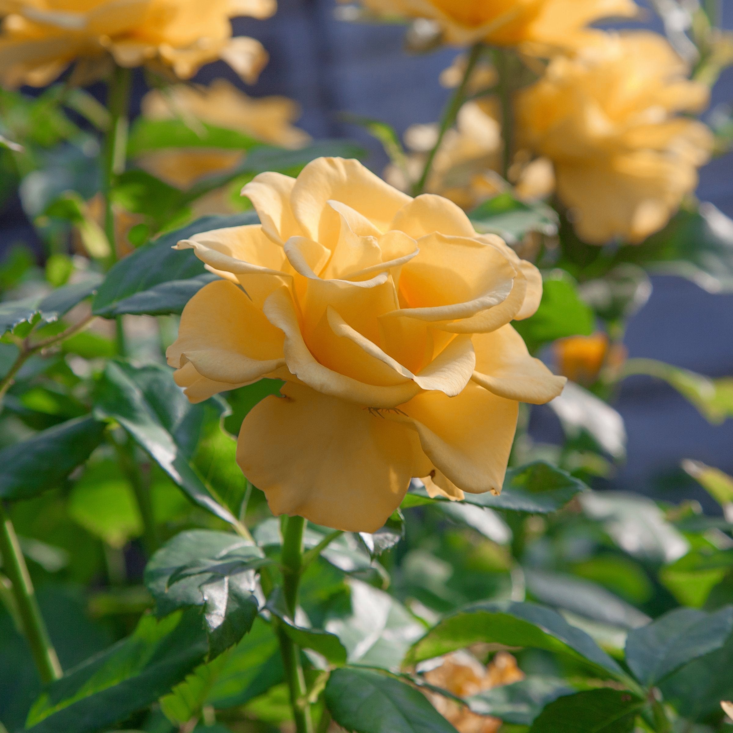 Julia Child Tree Rose - 24" Bare Root