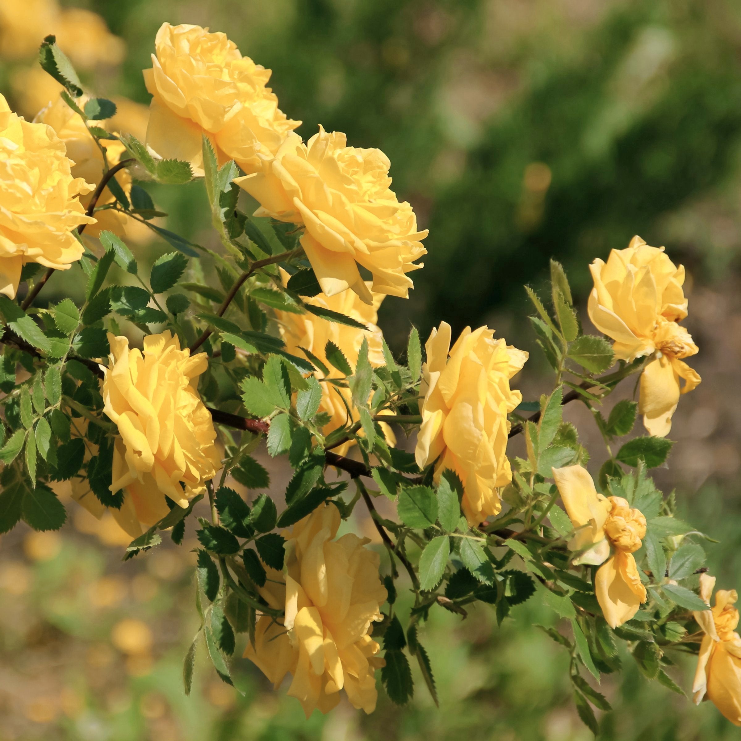 Julia Child Tree Rose - 24" Bare Root