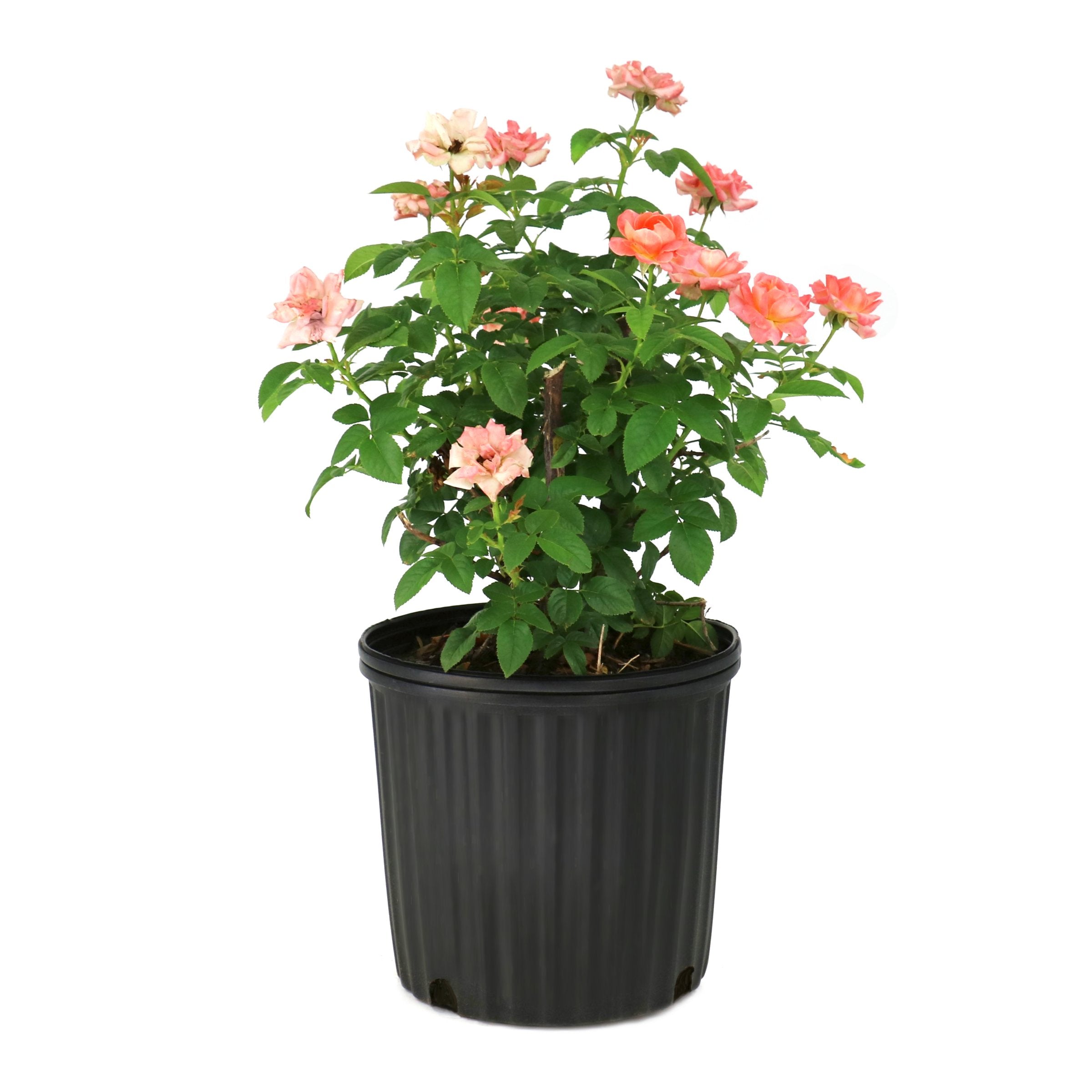 Orange Glow Knock Out® Rose - 2G Pot – Cottage Farms